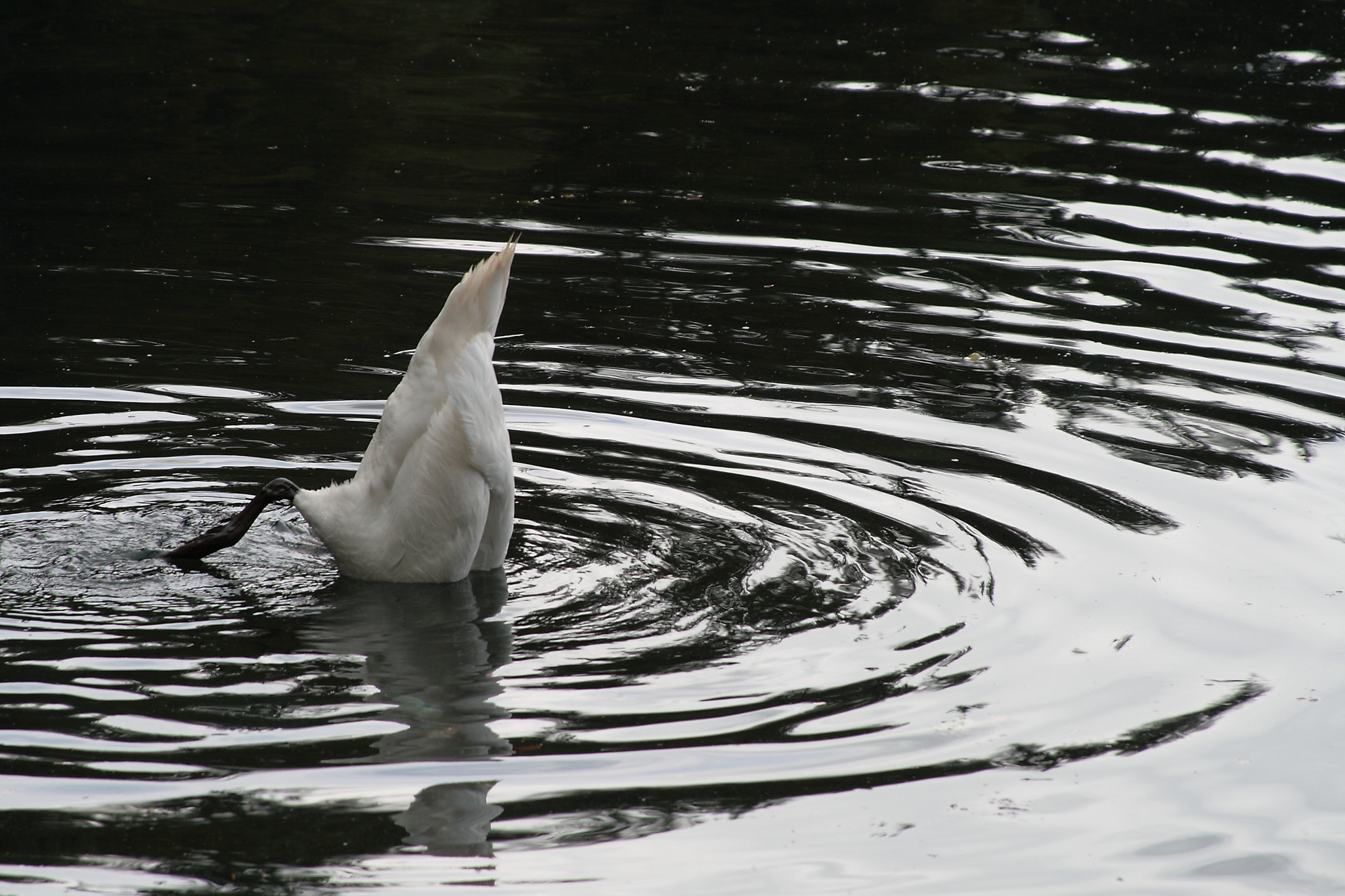 Canon EF 28-135mm F3.5-5.6 IS USM sample photo. Half swan photography
