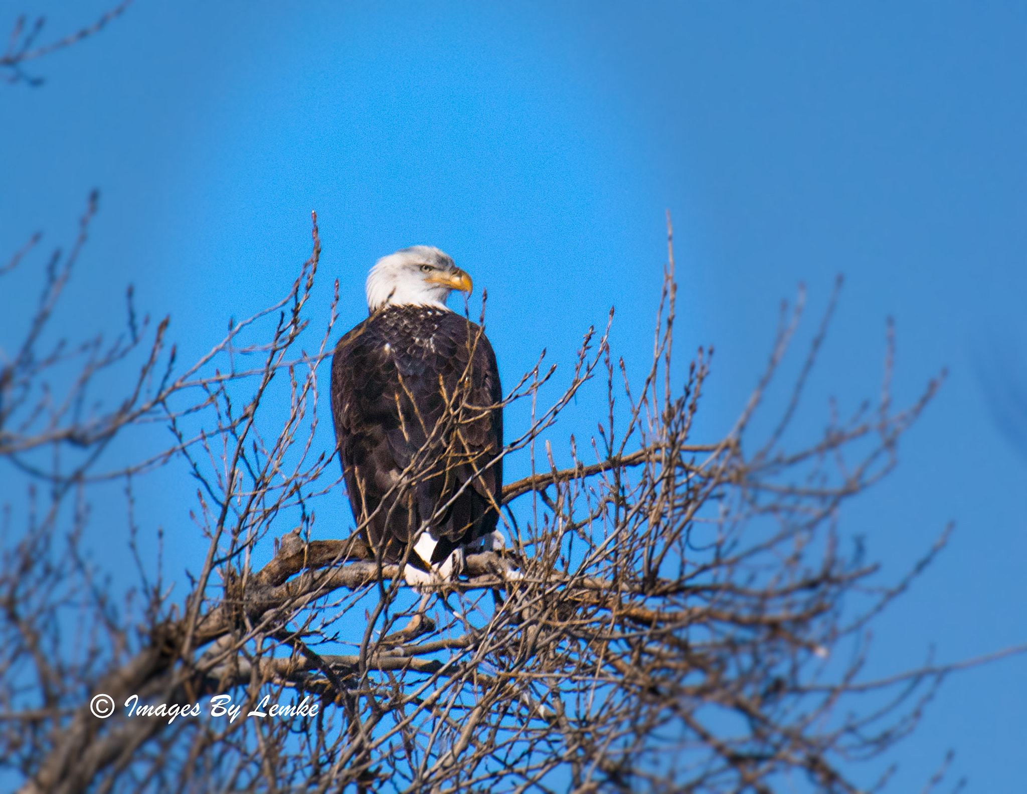 Nikon 1 Nikkor VR 70-300mm F4.5-5.6 sample photo. Eagle stare down photography