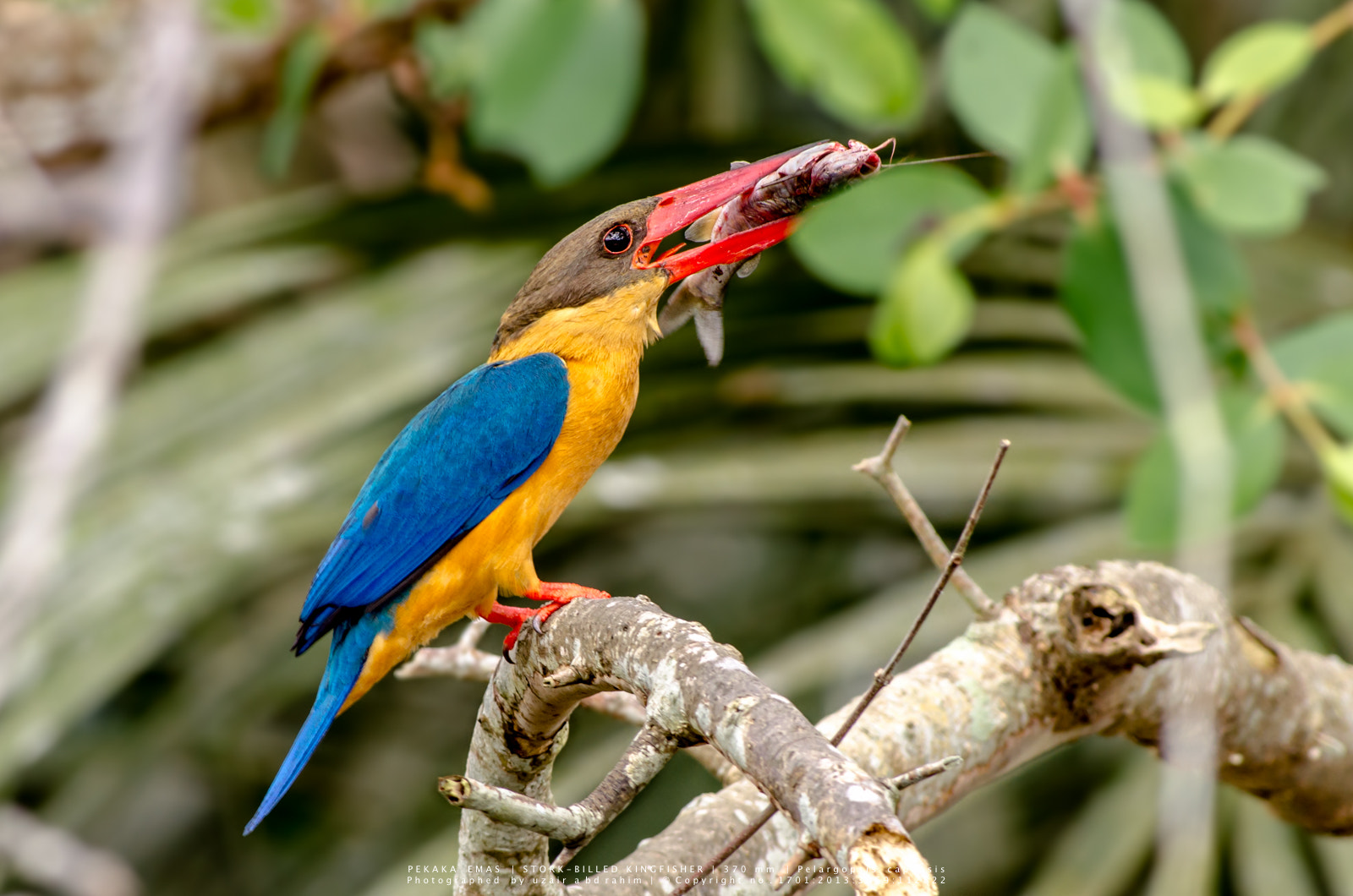 Nikon AF-S Nikkor 300mm F2.8G ED VR II sample photo. Stork-billed kingfisher photography