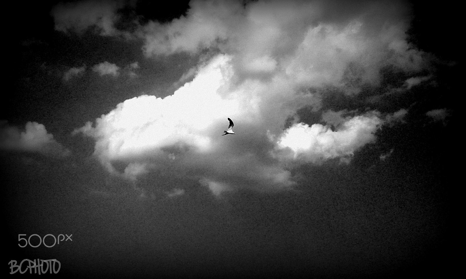 Samsung Galaxy Core Plus sample photo. The cloud and the seagull photography