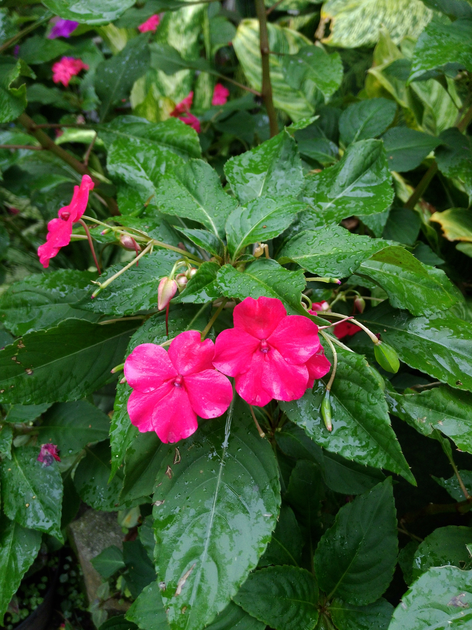 ASUS PadFone sample photo