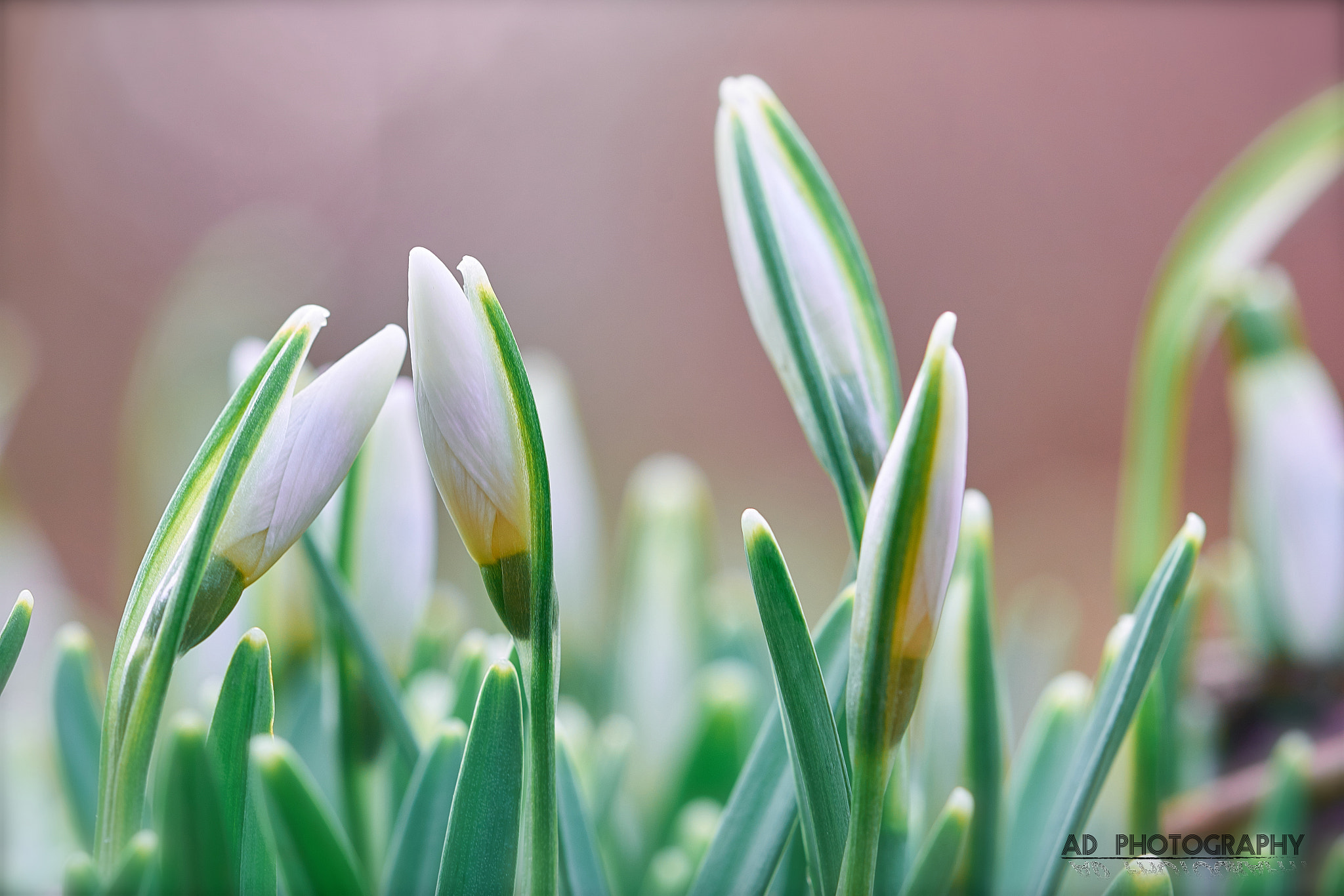 100mm F2.8 G SSM OSS sample photo. Perce-neige photography