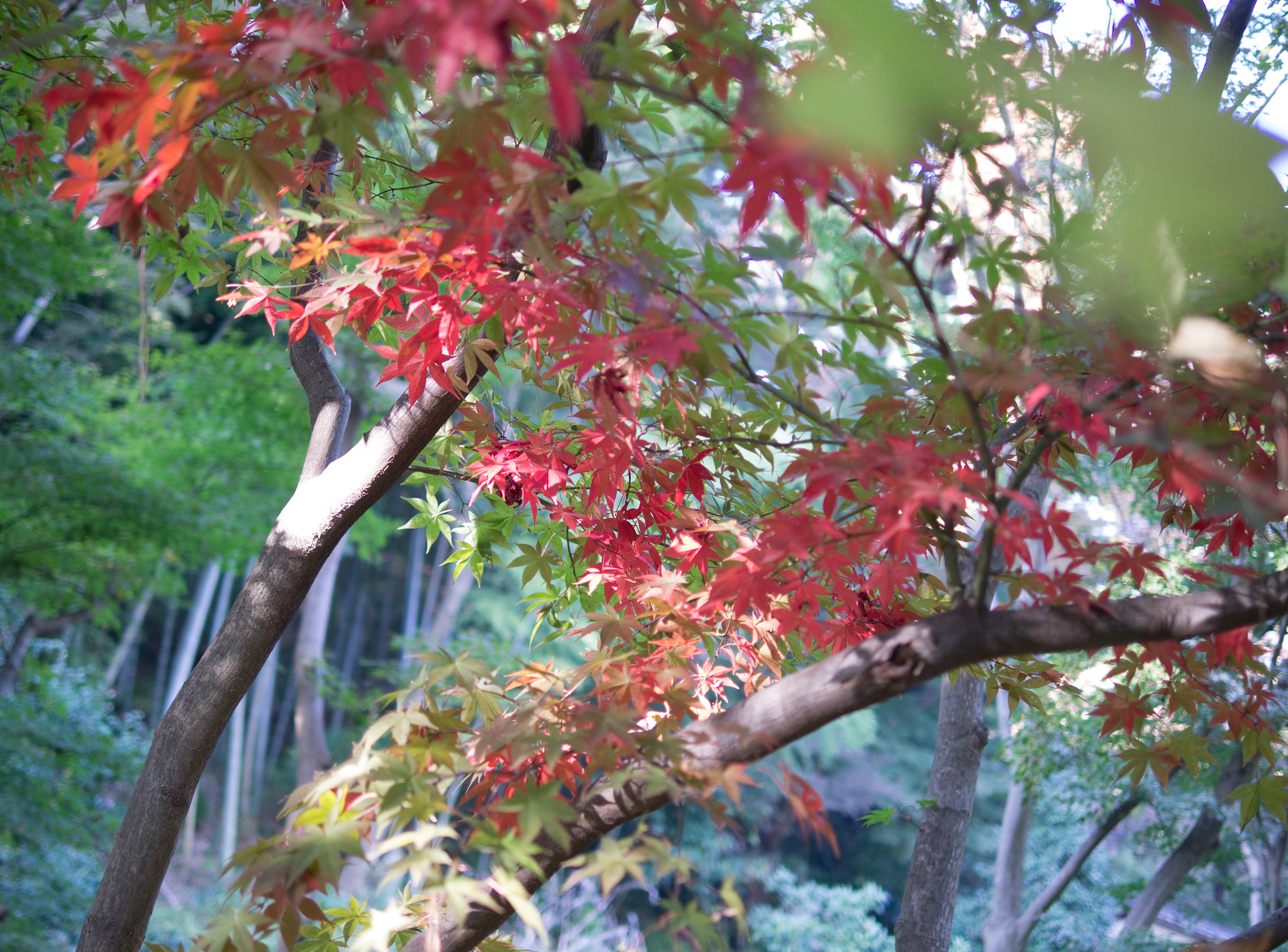 Panasonic Lumix DMC-GX1 + Panasonic Leica DG Summilux 25mm F1.4 II ASPH sample photo. Autumn photography