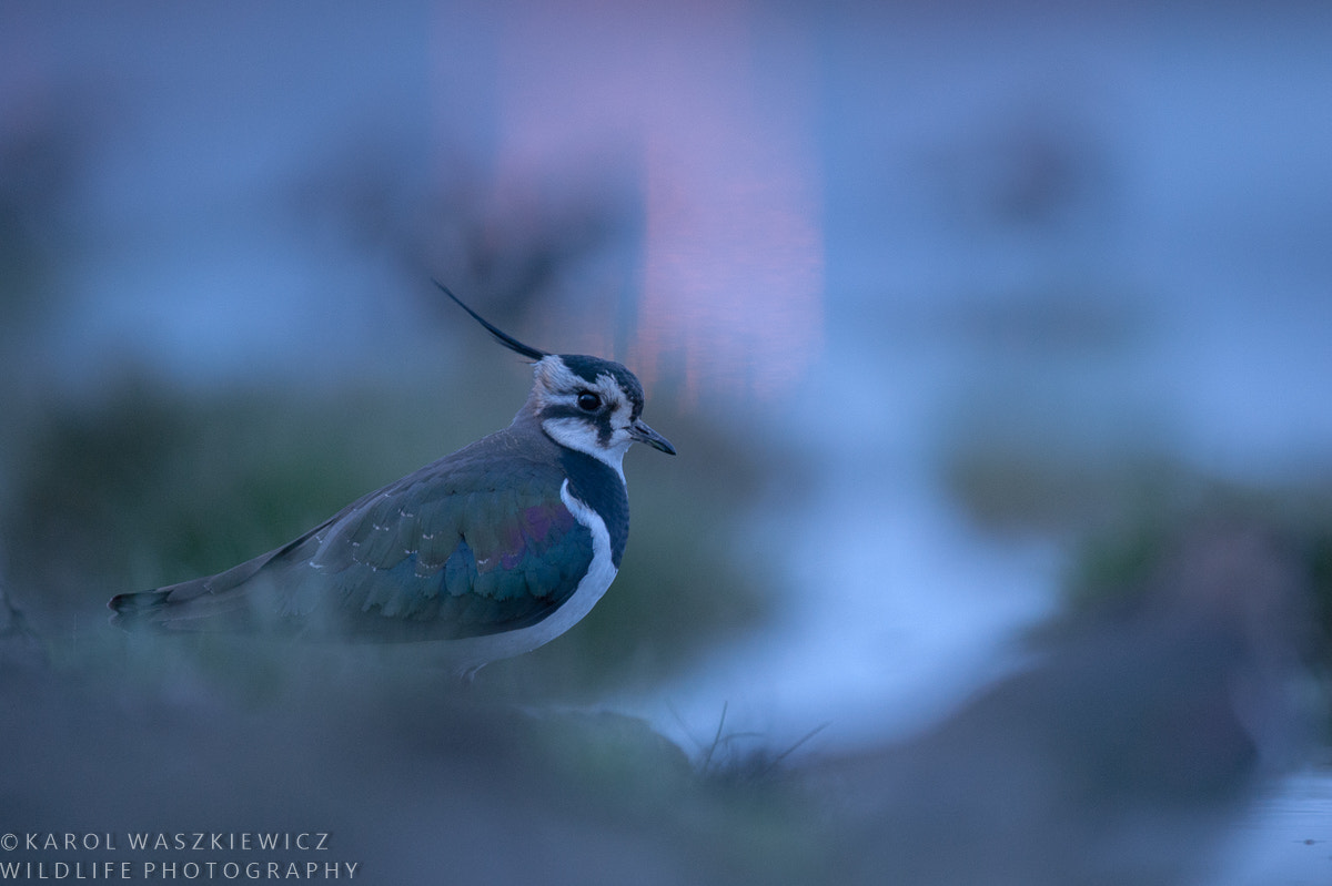 Nikon D3 + Nikon AF-S Nikkor 600mm F4G ED VR sample photo. Lapwing after dark photography