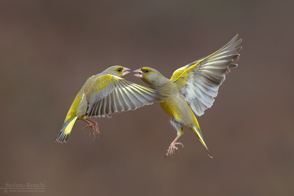 Canon EF 300mm F2.8L IS USM sample photo. Fs0t1175.jpg photography