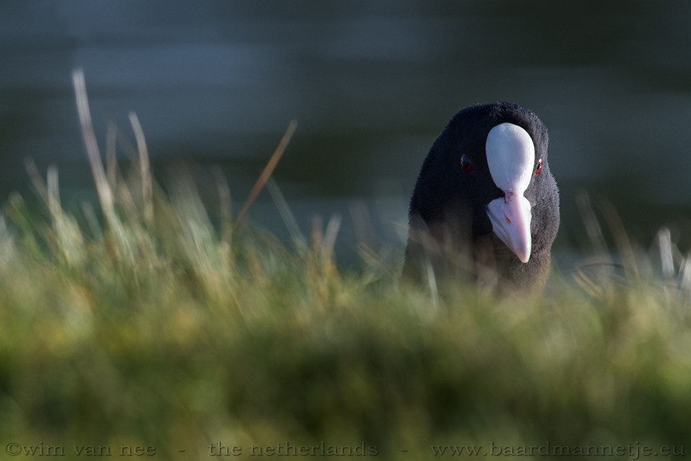 Nikon D7100 + Sigma 500mm F4.5 EX DG HSM sample photo. Coot photography