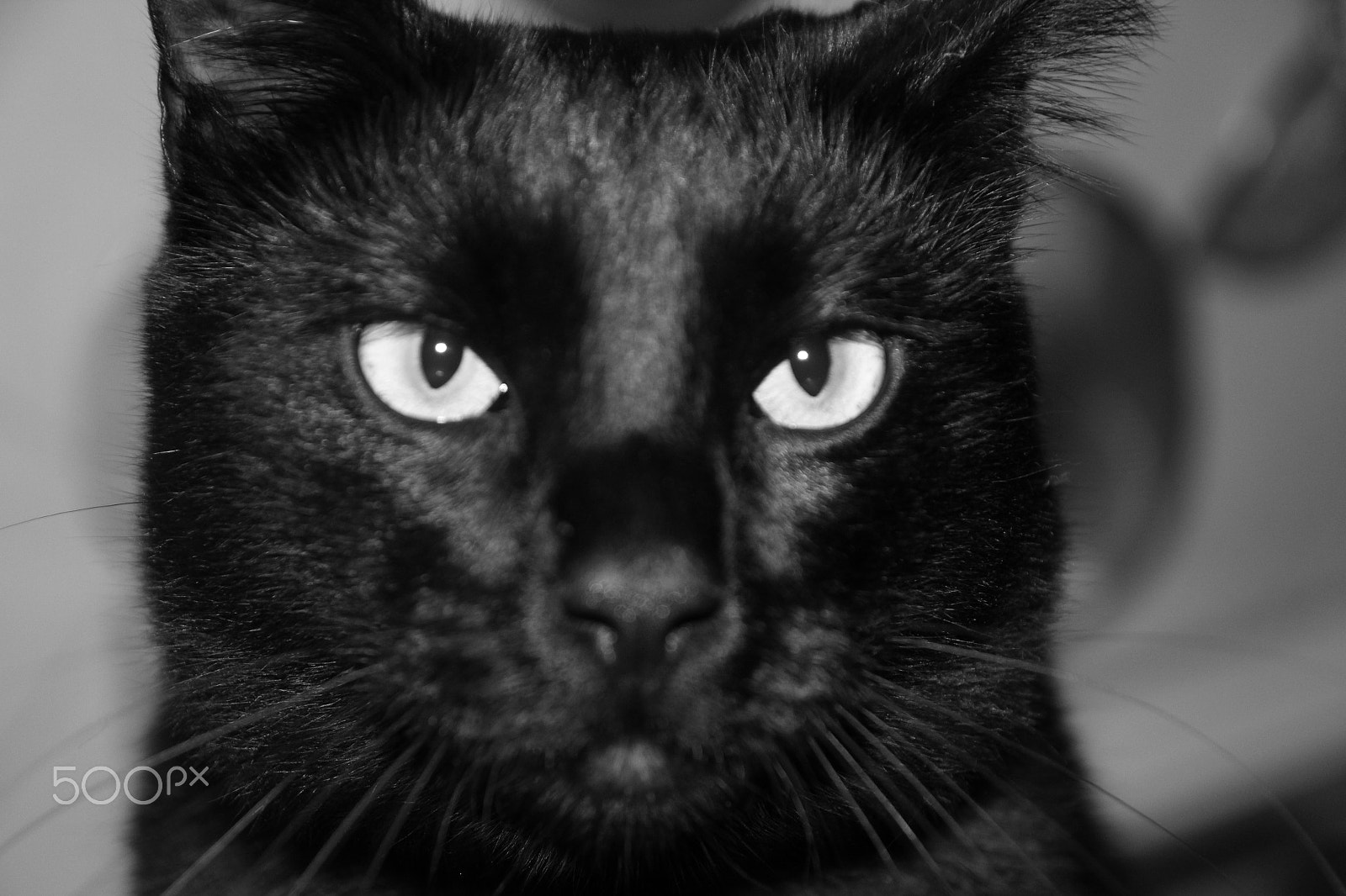Sigma 17-70mm F2.8-4 DC Macro OS HSM sample photo. Pepe photography