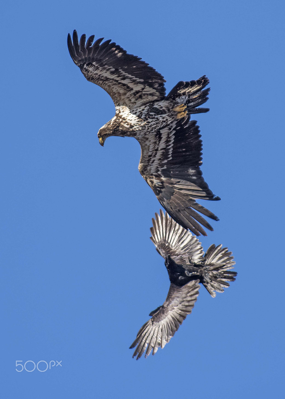 Nikon AF-S Nikkor 300mm F2.8G ED-IF VR sample photo. Bald eagle photography