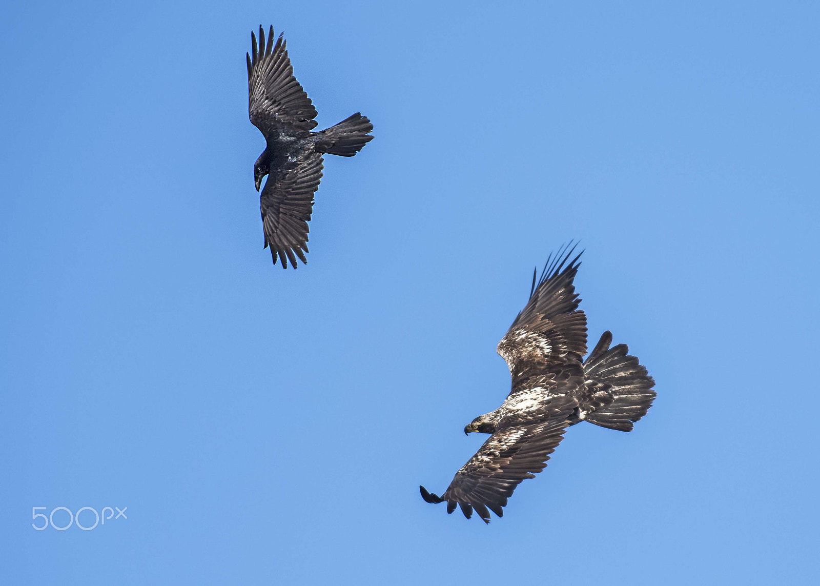 Nikon AF-S Nikkor 300mm F2.8G ED-IF VR sample photo. Bald eagle photography