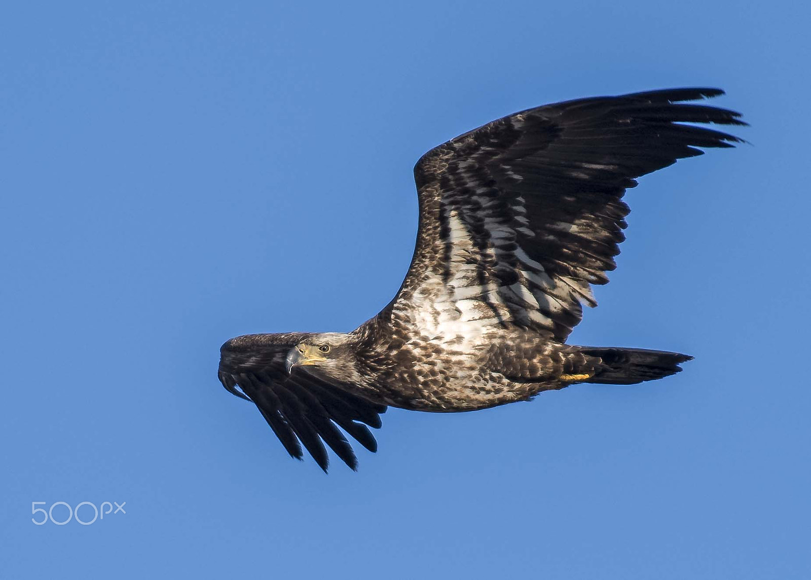 Nikon AF-S Nikkor 300mm F2.8G ED-IF VR sample photo. Bald eagle photography