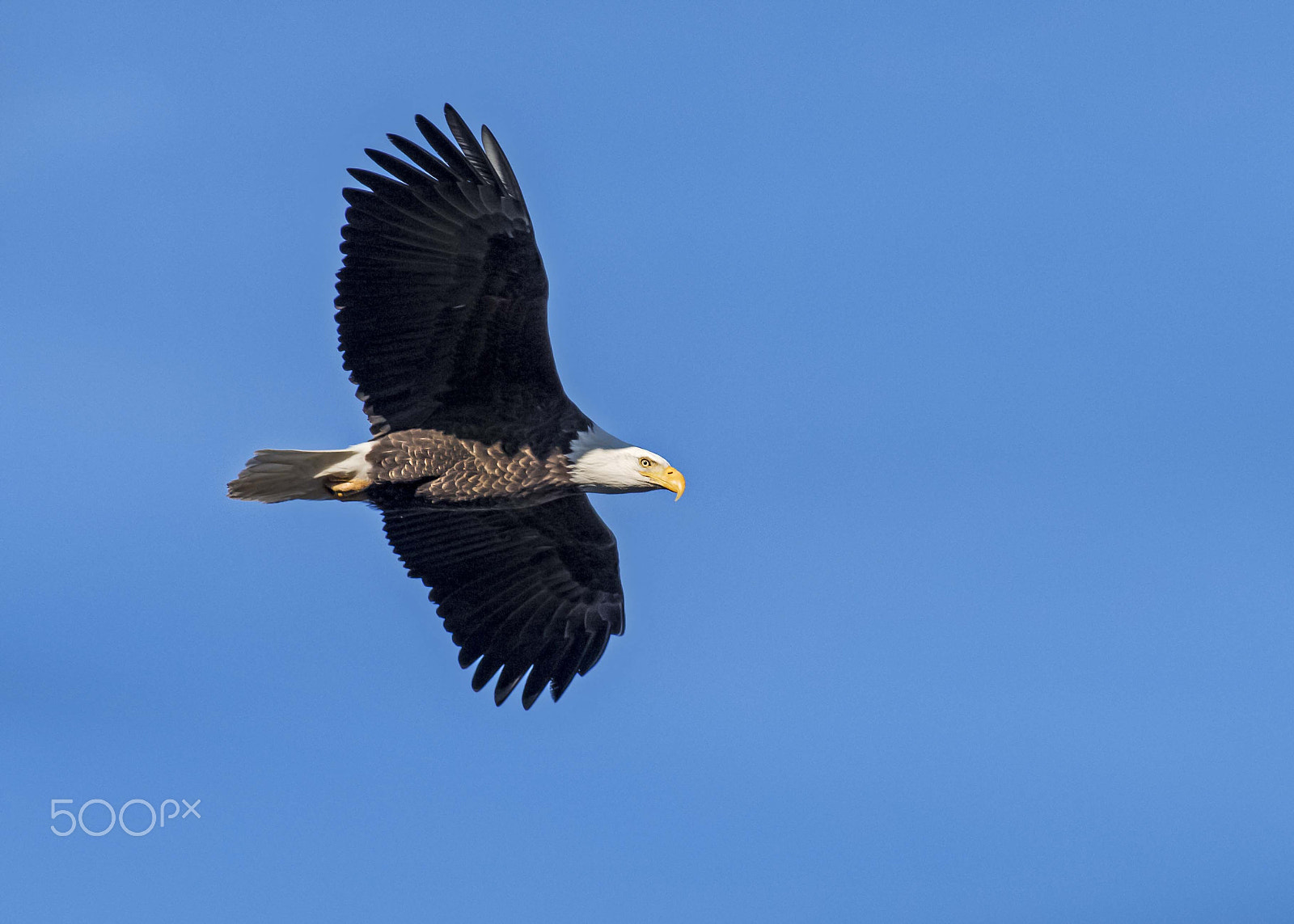 Nikon AF-S Nikkor 300mm F2.8G ED-IF VR sample photo. Bald eagle photography