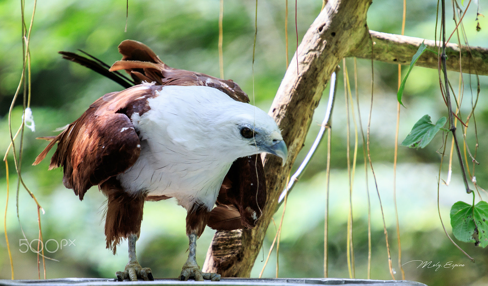 Canon EF 70-200mm F4L USM sample photo. Brahminy kite photography