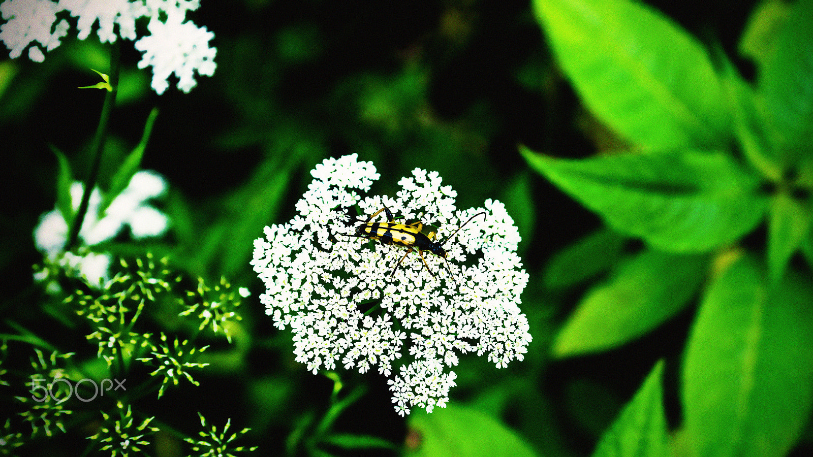 Sony a7 + Sony 28-75mm F2.8 SAM sample photo. Schmalbock auf doldenblütler vintage photography