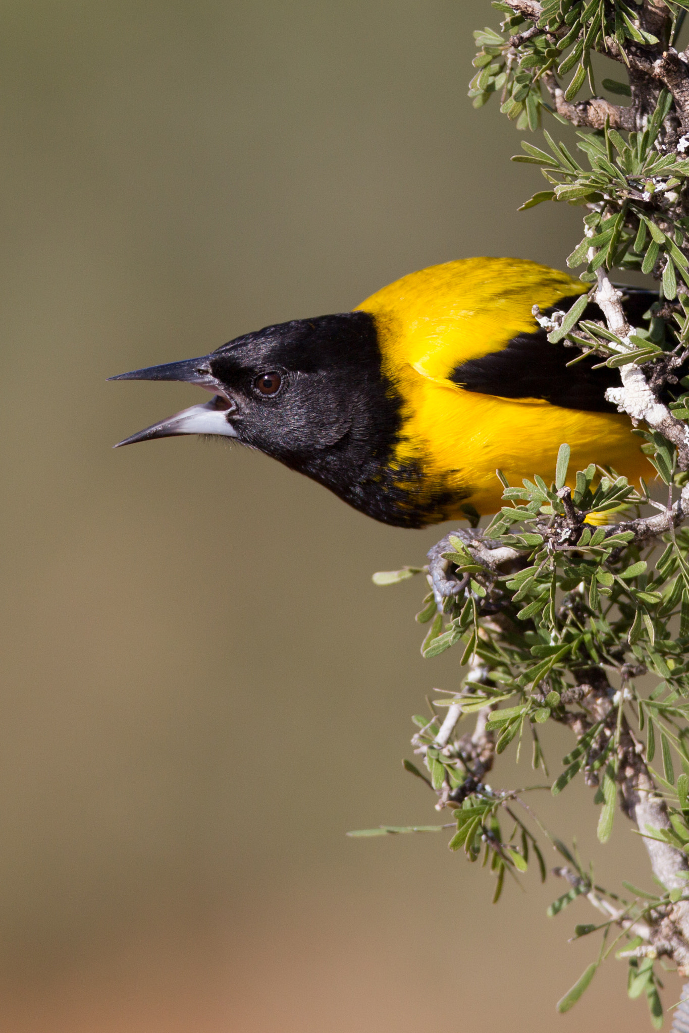 Canon EF 600mm f/4L IS sample photo. Audubon's oriole photography