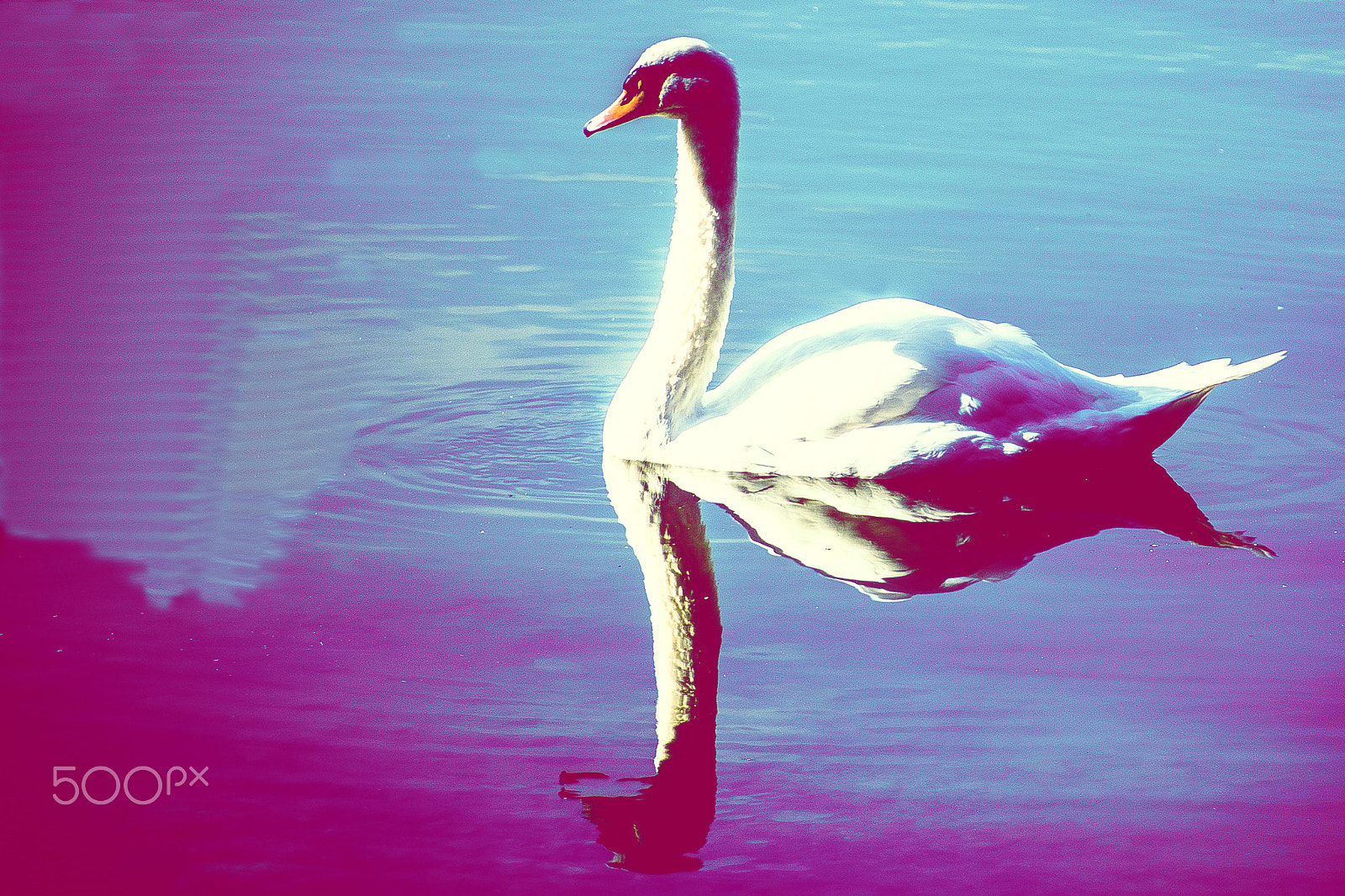 Sony 75-300mm F4.5-5.6 sample photo. Schwan am viehofner see photography
