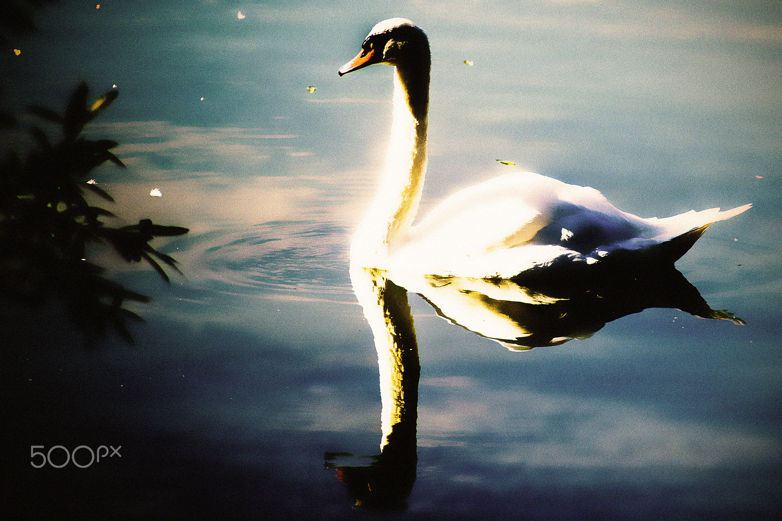 Sony 75-300mm F4.5-5.6 sample photo. Schwan am viehofner see photography