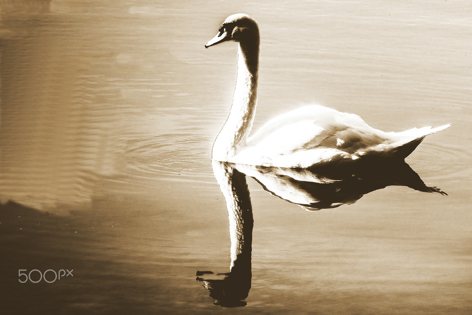 Sony 75-300mm F4.5-5.6 sample photo. Schwan am viehofner see photography