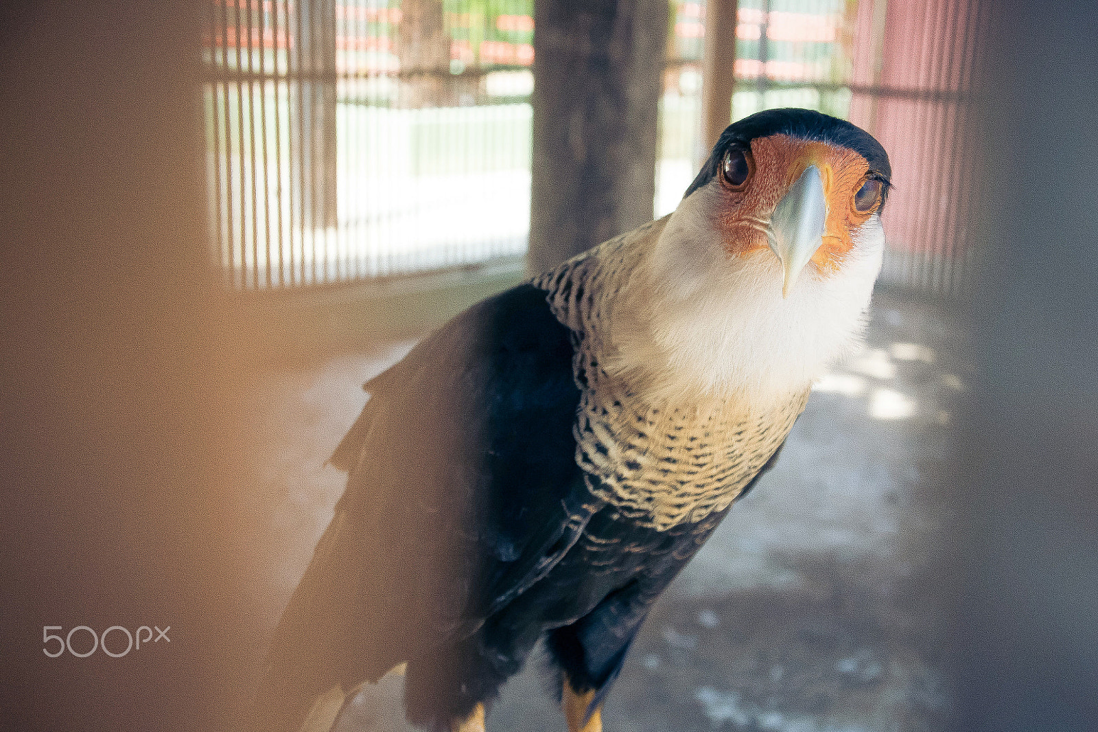 Nikon 1 J4 sample photo. Flightless photography