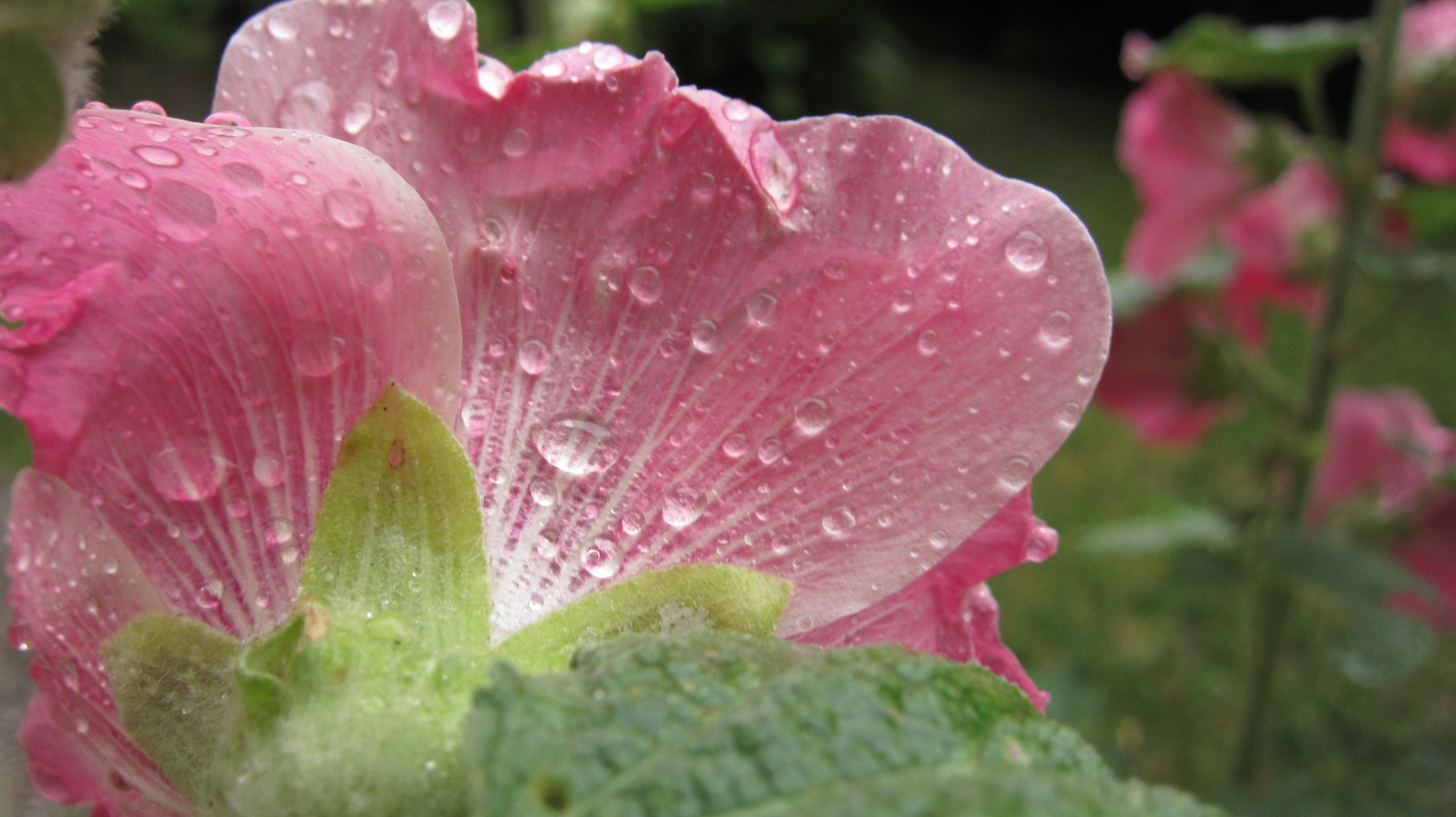 Canon PowerShot SD4000 IS (IXUS 300 HS / IXY 30S) sample photo. Little drops photography