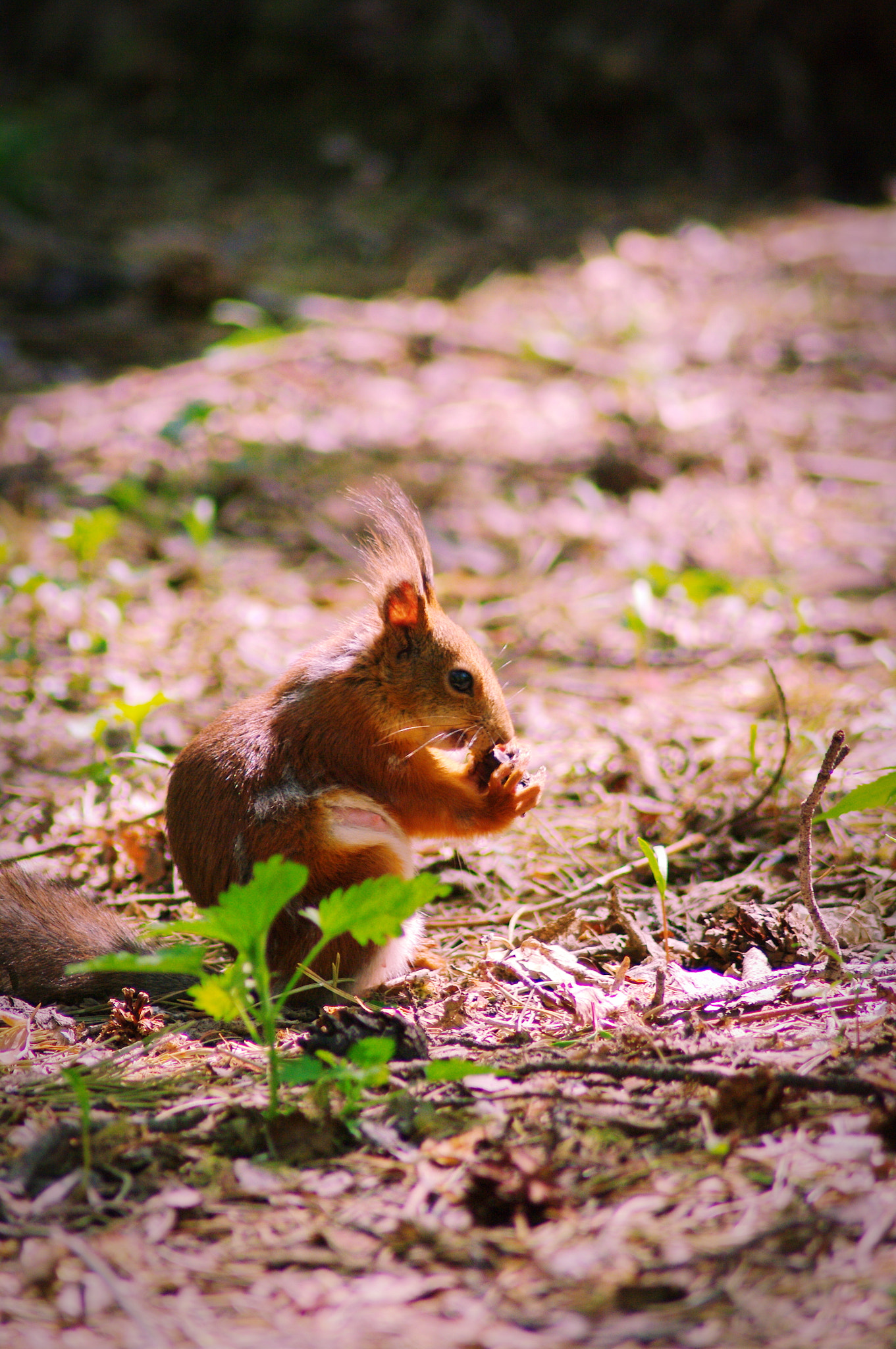 Samsung GX-20 sample photo. Squirrel photography