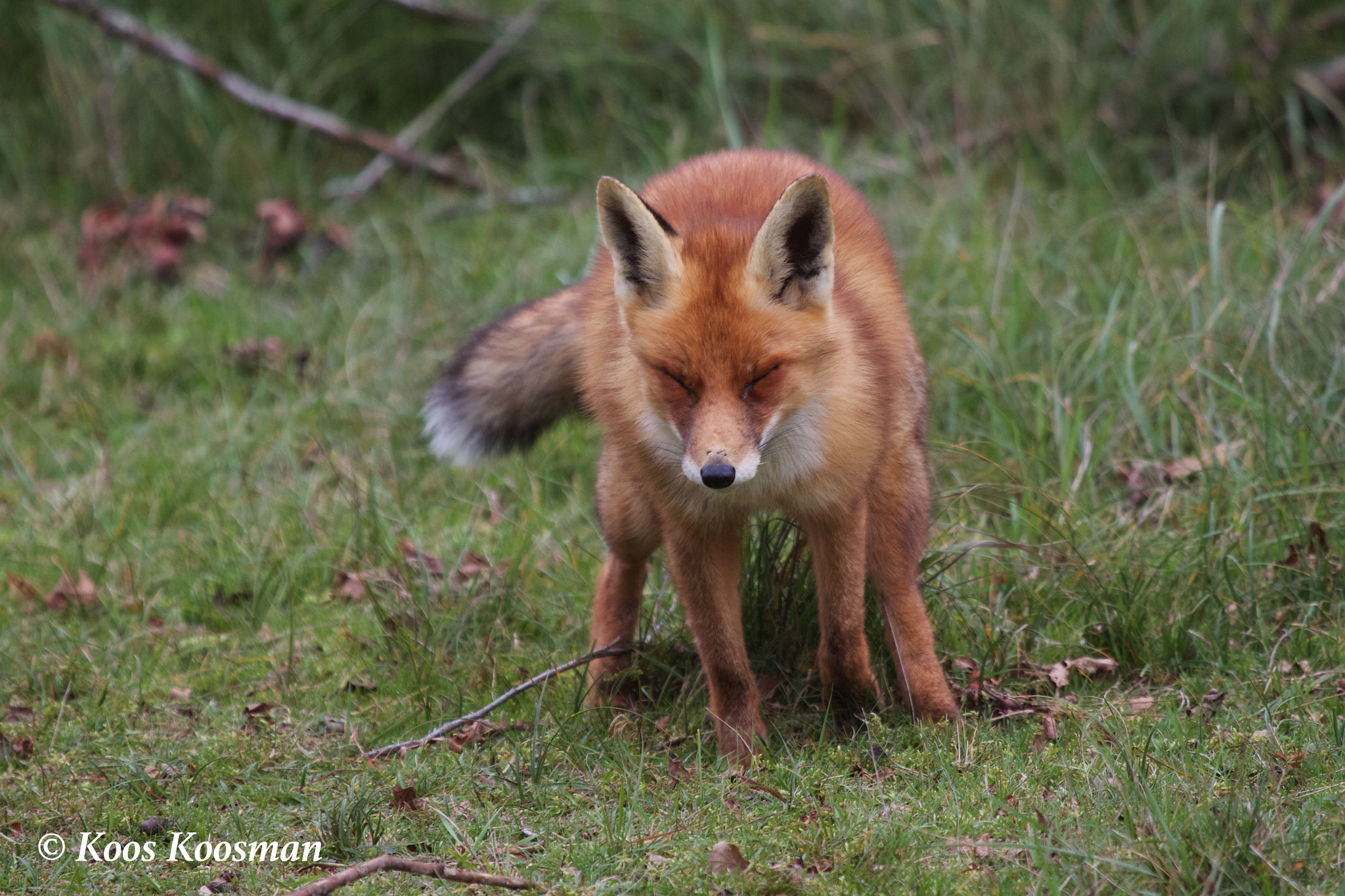 Canon EF 100-400mm F4.5-5.6L IS USM sample photo. Holy fox shit photography