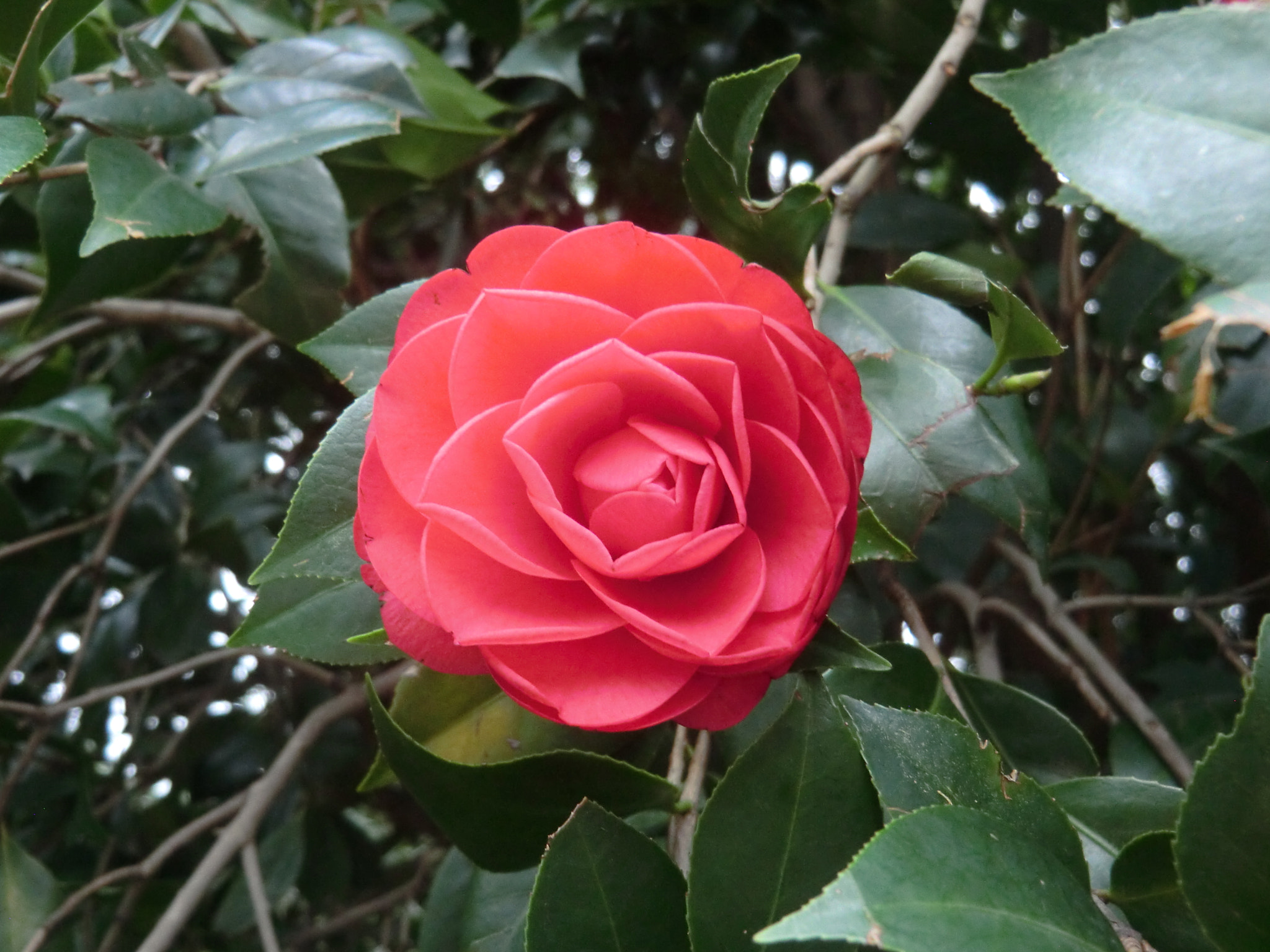 CASIO EX-H15 sample photo. Camellia 1 photography