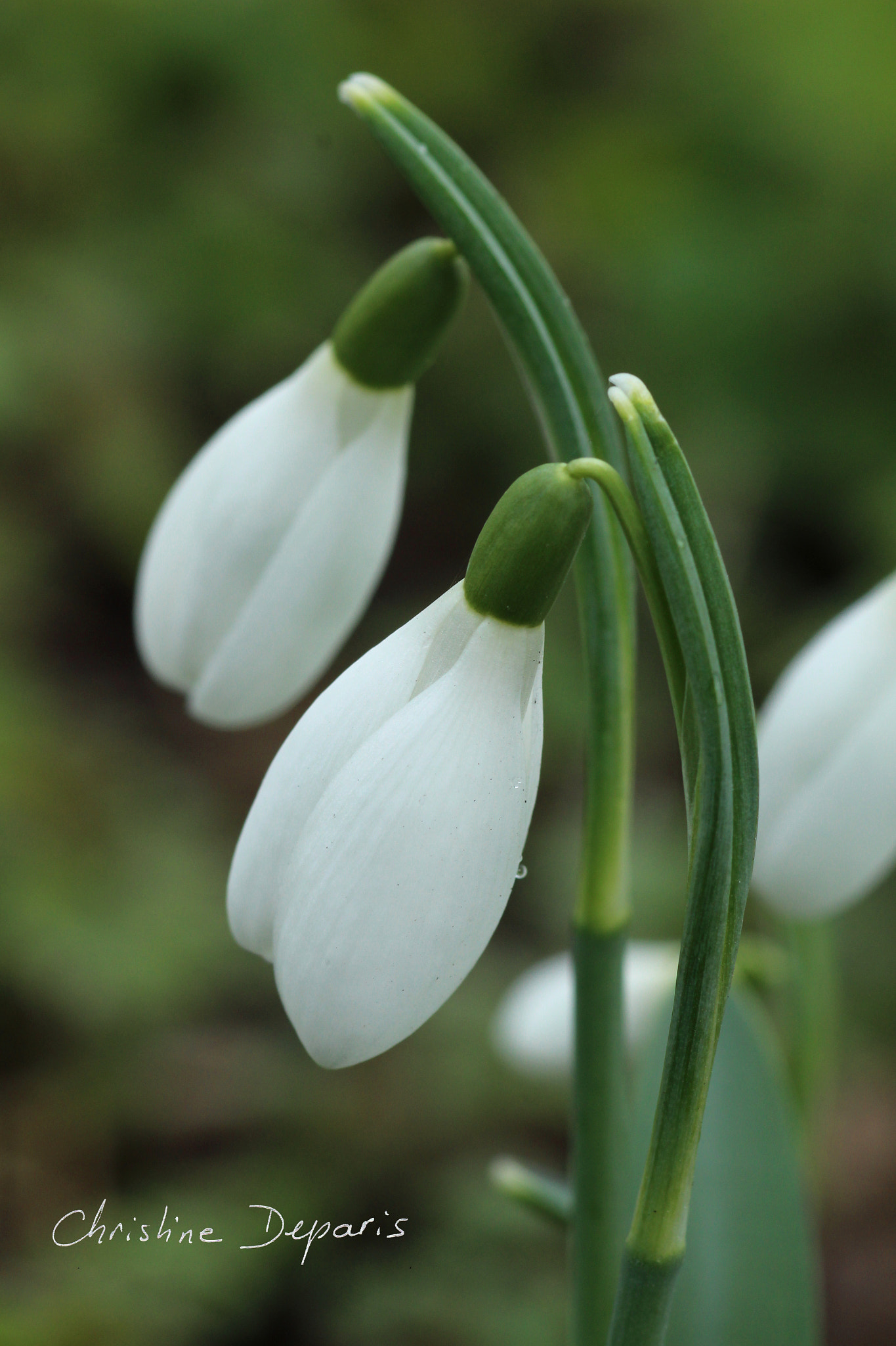 Canon EOS 700D (EOS Rebel T5i / EOS Kiss X7i) + Canon EF 100mm F2.8 Macro USM sample photo. Snowdrop photography