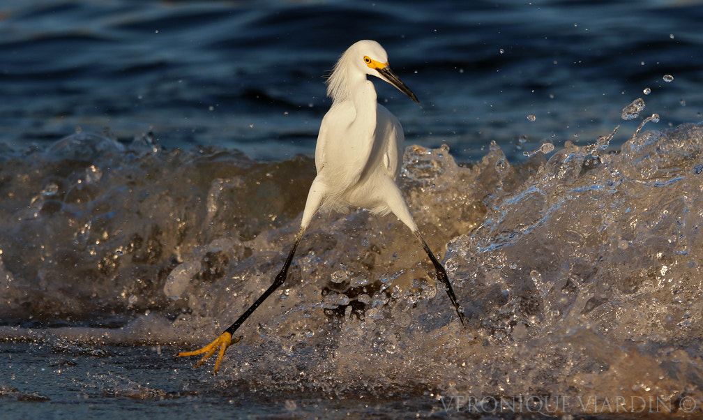 Canon EF 70-200mm F2.8L IS II USM sample photo. Fierce photography