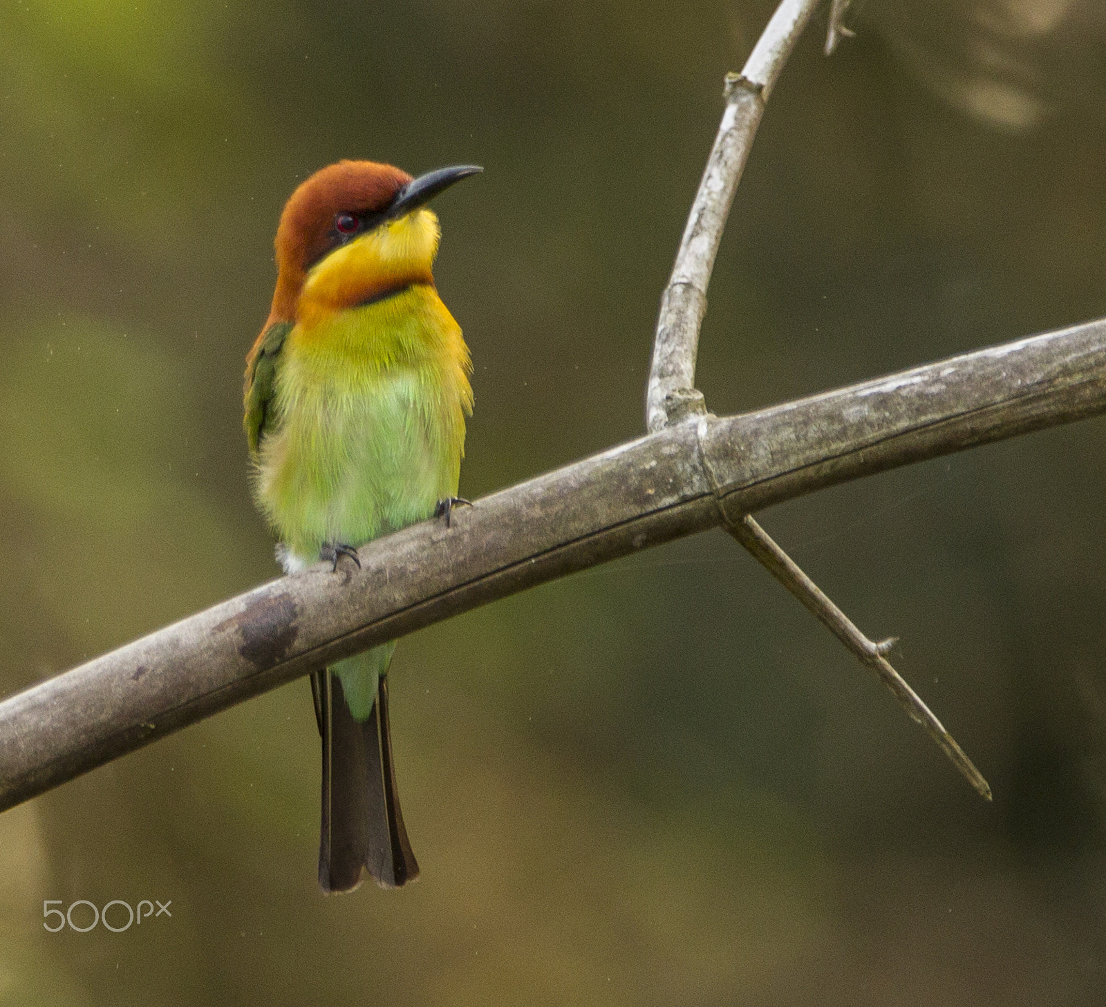 Canon EF 300mm F2.8L IS USM sample photo. Nature shot. photography