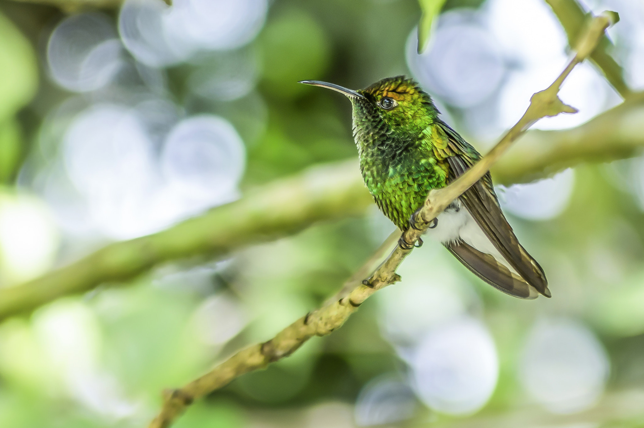 Tamron AF 28-75mm F2.8 XR Di LD Aspherical (IF) sample photo. Brilliant photography