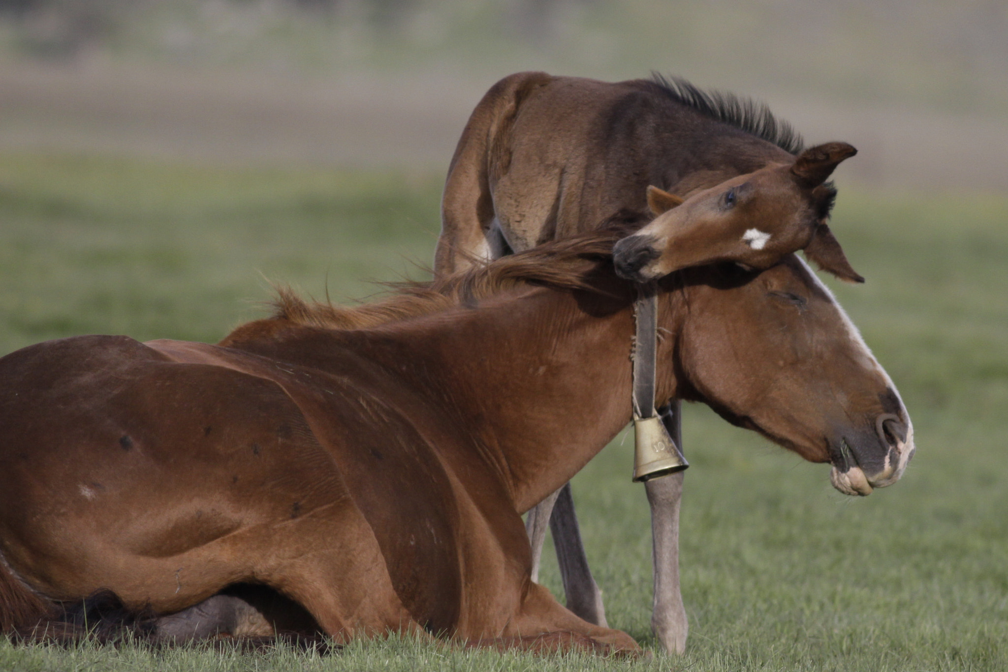 Canon EOS 50D + Canon EF 400mm F5.6L USM sample photo. Celebratelove photography