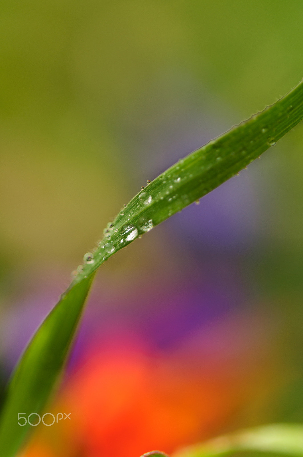 Sigma 150mm F2.8 EX DG OS Macro HSM sample photo. Brizna photography