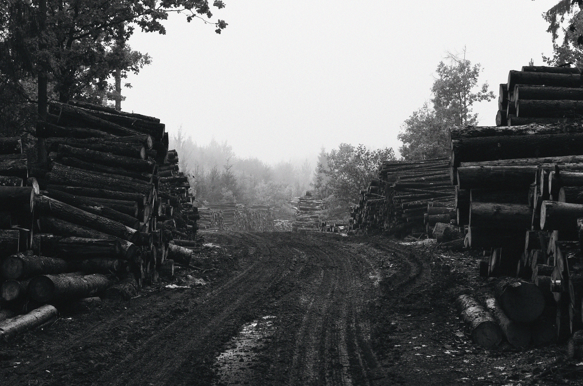 Pentax K-5 II + Pentax smc DA 50mm F1.8 sample photo. Deforestation photography