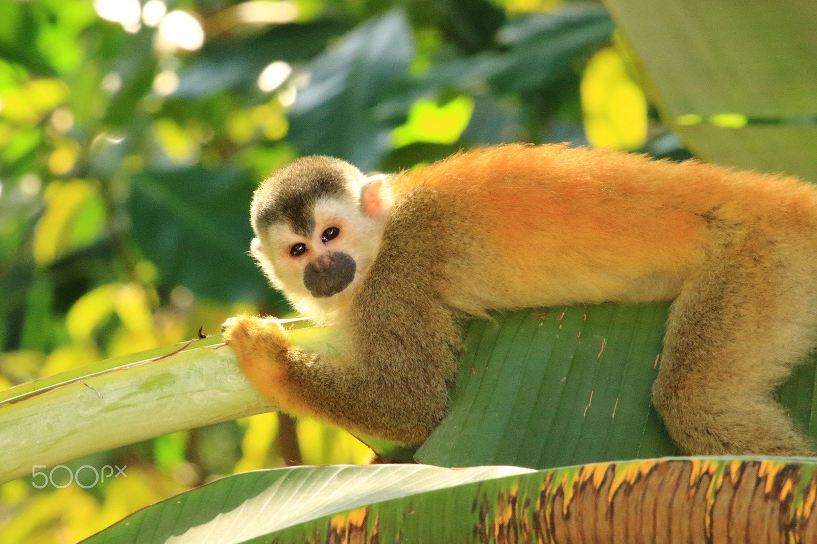 Canon EF 100-400mm F4.5-5.6L IS USM sample photo. A monkey's life photography