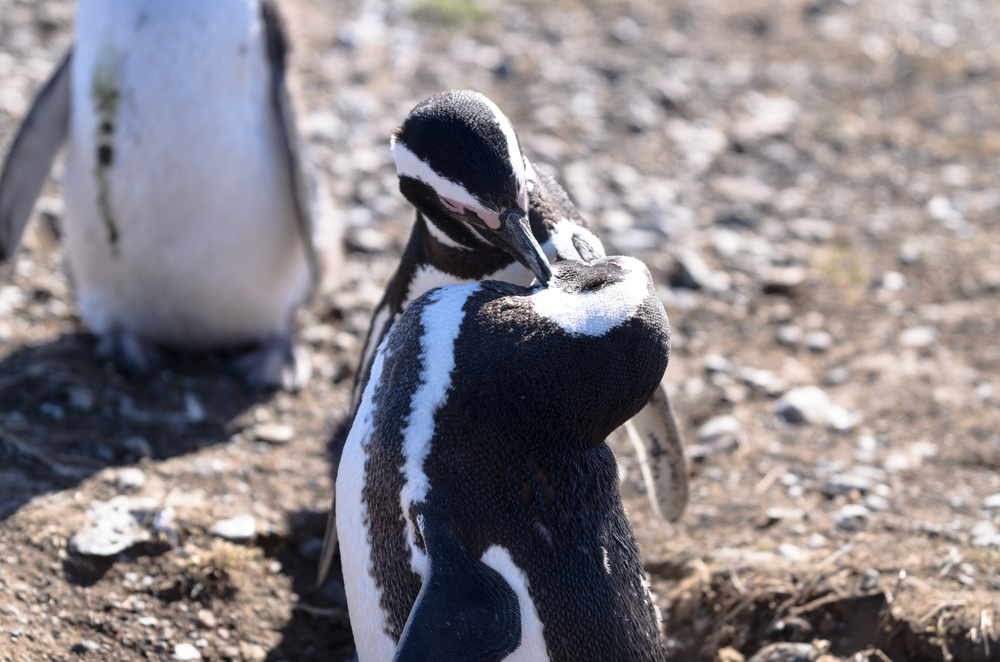 AF-S Zoom-Nikkor 80-200mm f/2.8D IF-ED sample photo. Antartic lovers photography