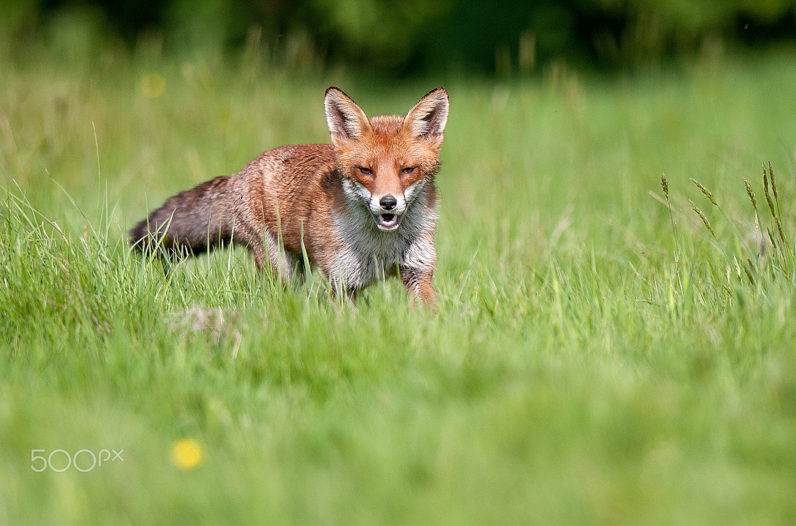 Nikon D700 + Nikon AF-S Nikkor 500mm F4G ED VR sample photo. Fox photography