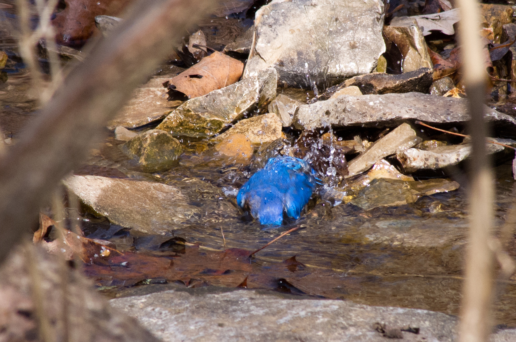 Pentax K-x sample photo. An afternoon dip photography