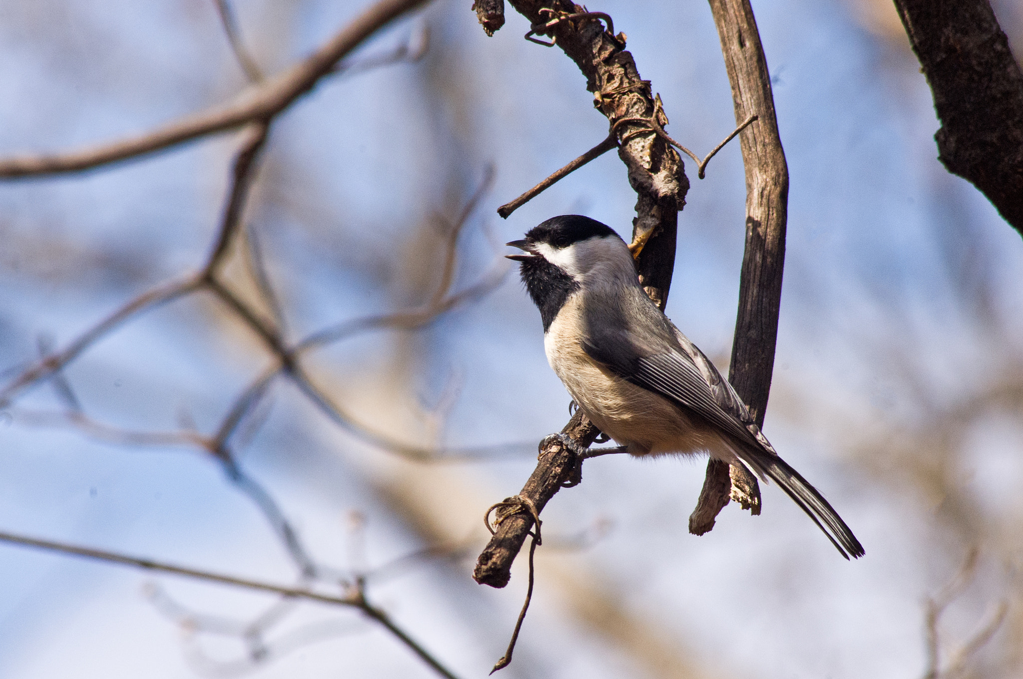 Pentax K-x sample photo. Singing for a mate photography