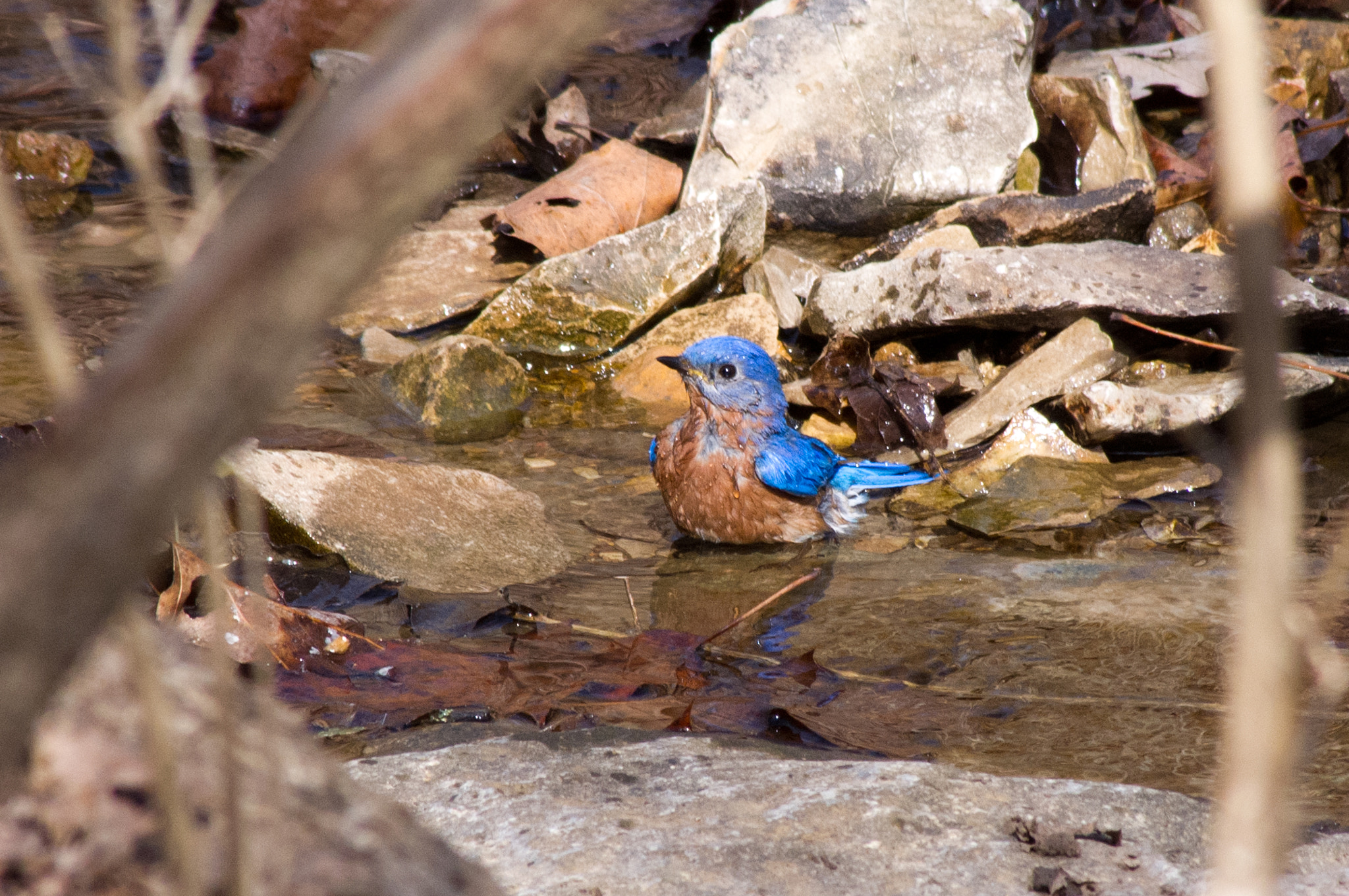 Pentax K-x sample photo. A cool dip photography