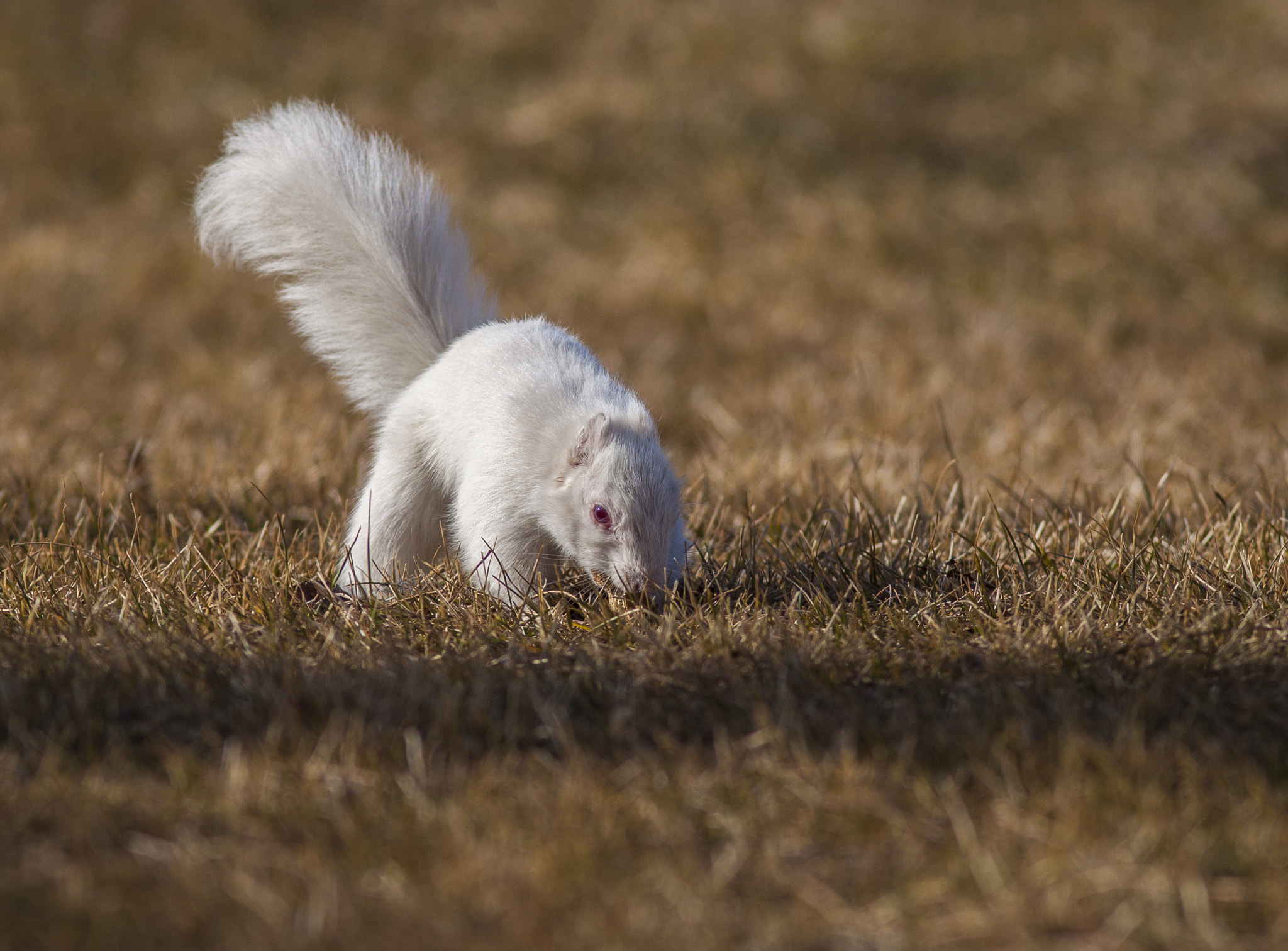 Canon EOS 50D + Canon EF 300mm F4L IS USM sample photo. Albino squirrel at sioux park photography