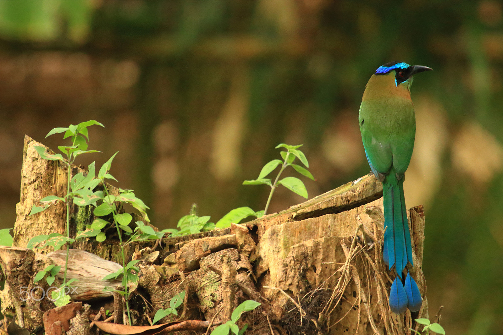 Canon EF 100-400mm F4.5-5.6L IS USM sample photo. Blue crowned mott mott photography