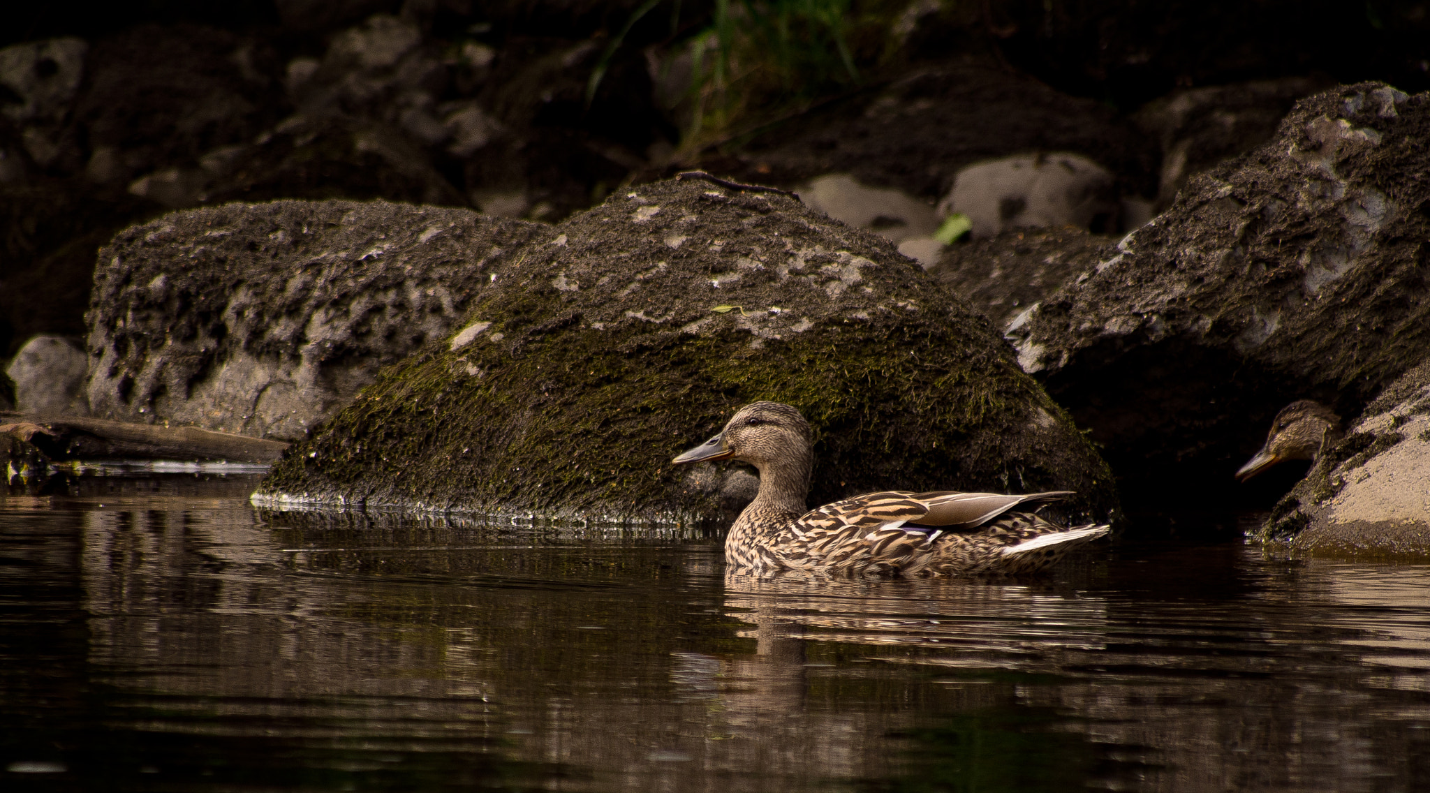 Panasonic Lumix G Vario 45-200mm F4-5.6 OIS sample photo. Motherly love photography