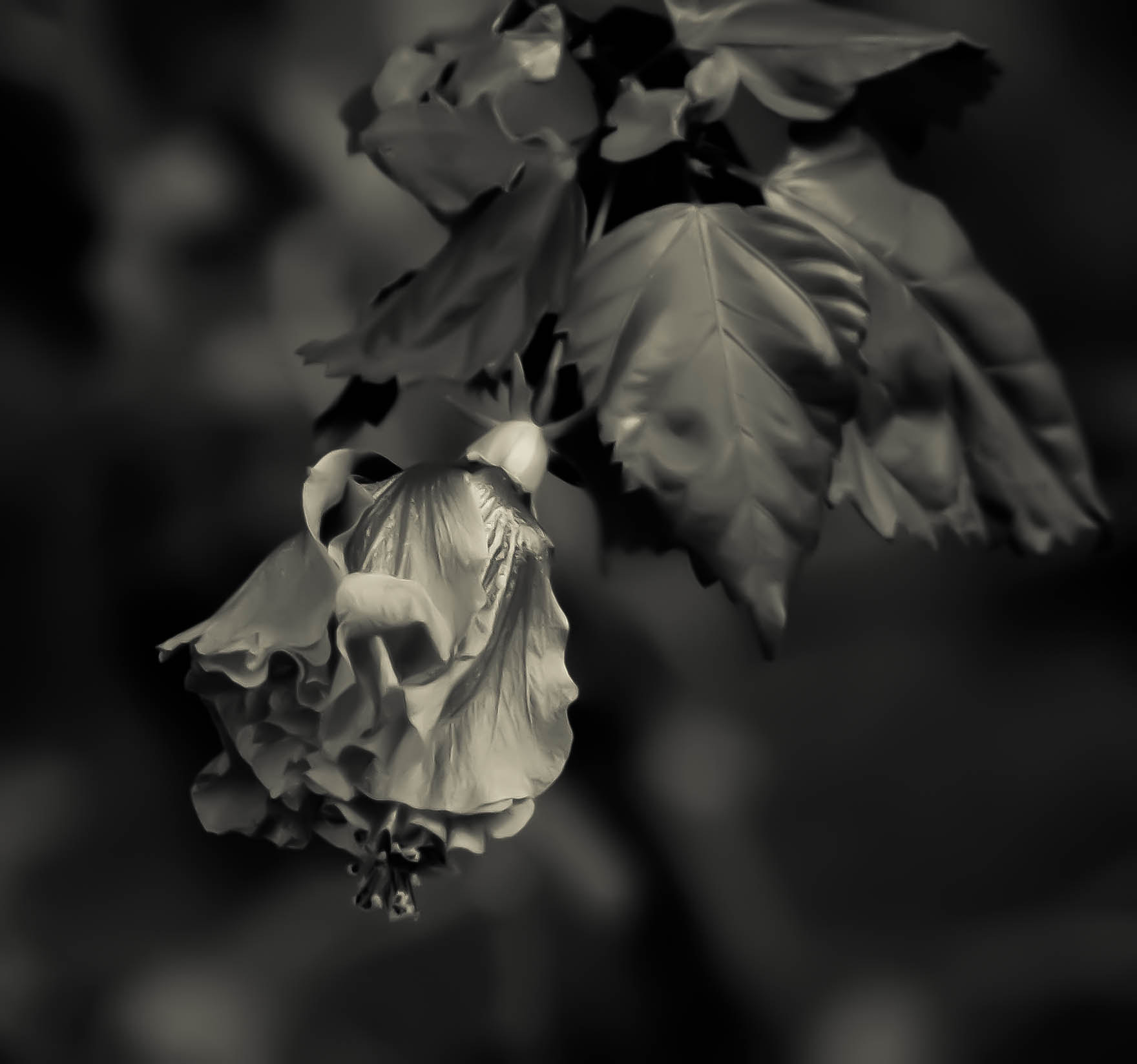 Nikon D70s sample photo. Flor photography