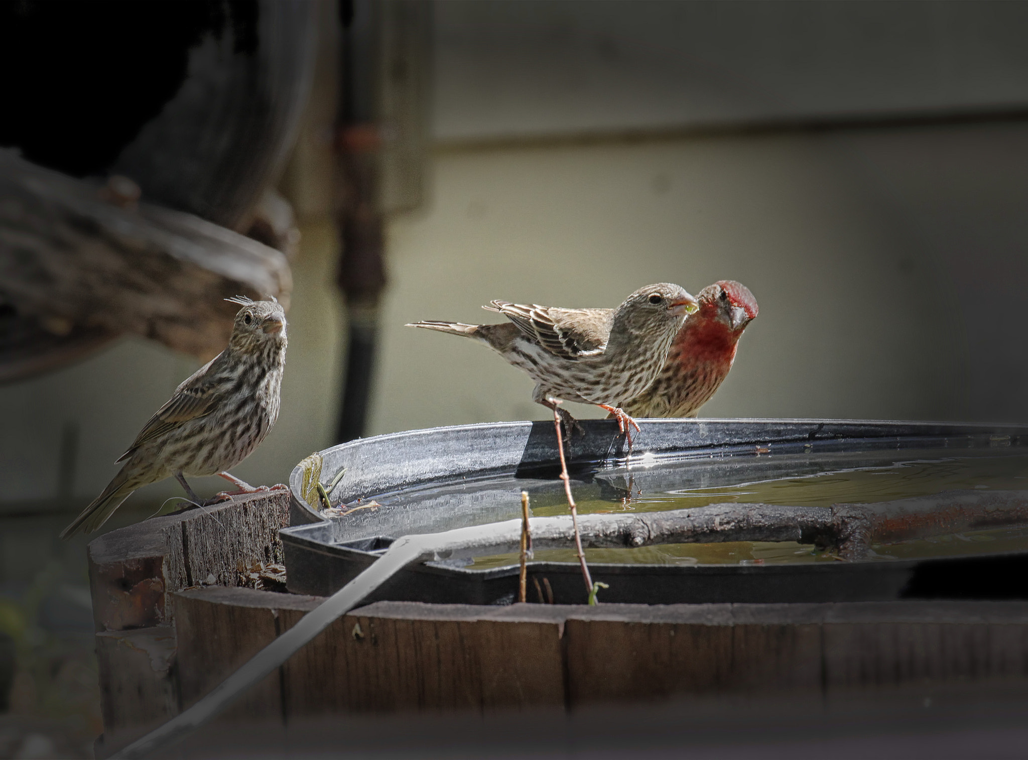 Canon EF 70-300mm F4-5.6L IS USM sample photo. Lovebirds photography