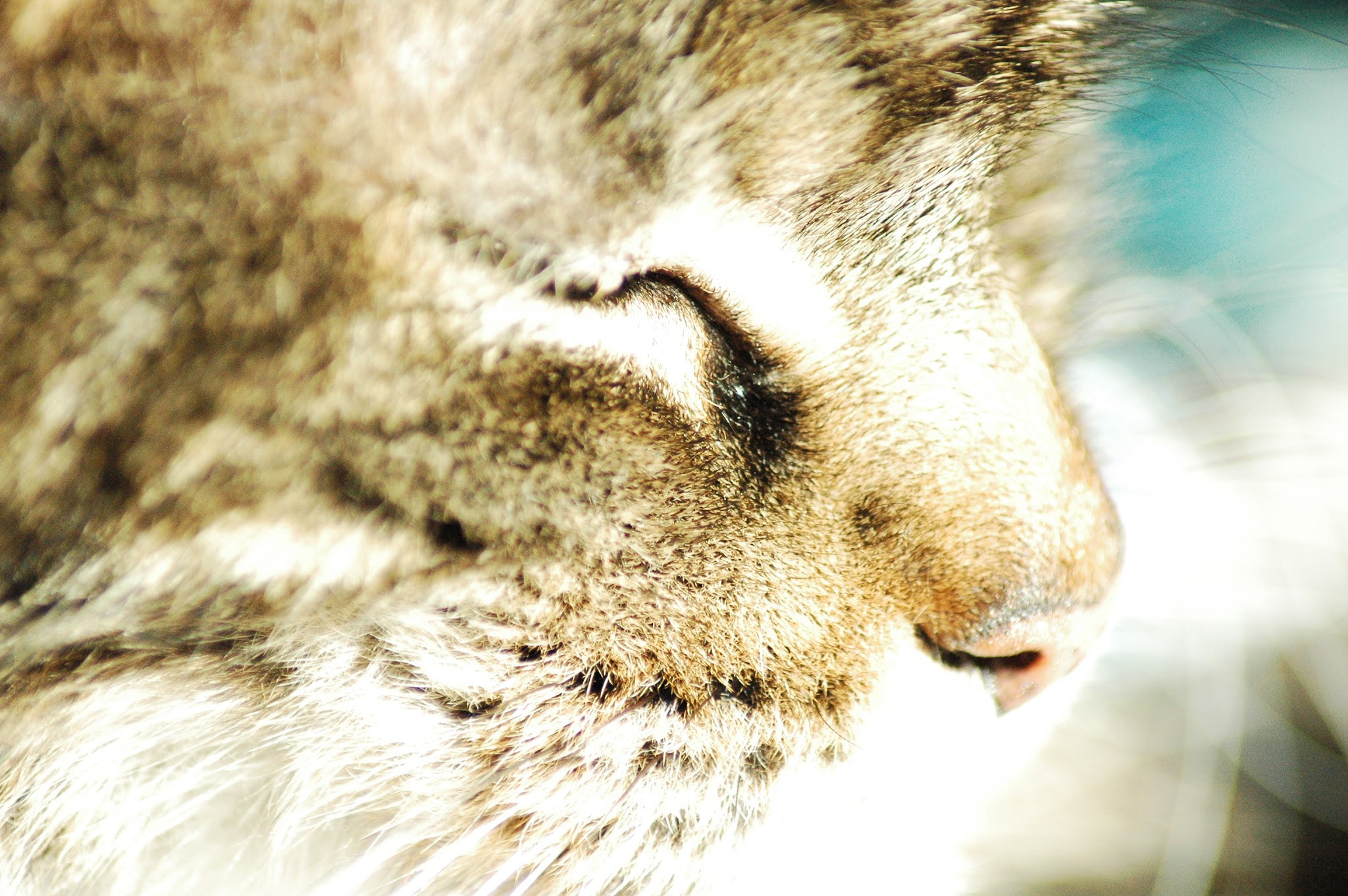 Nikon D70s sample photo. Relaxing in the sun photography