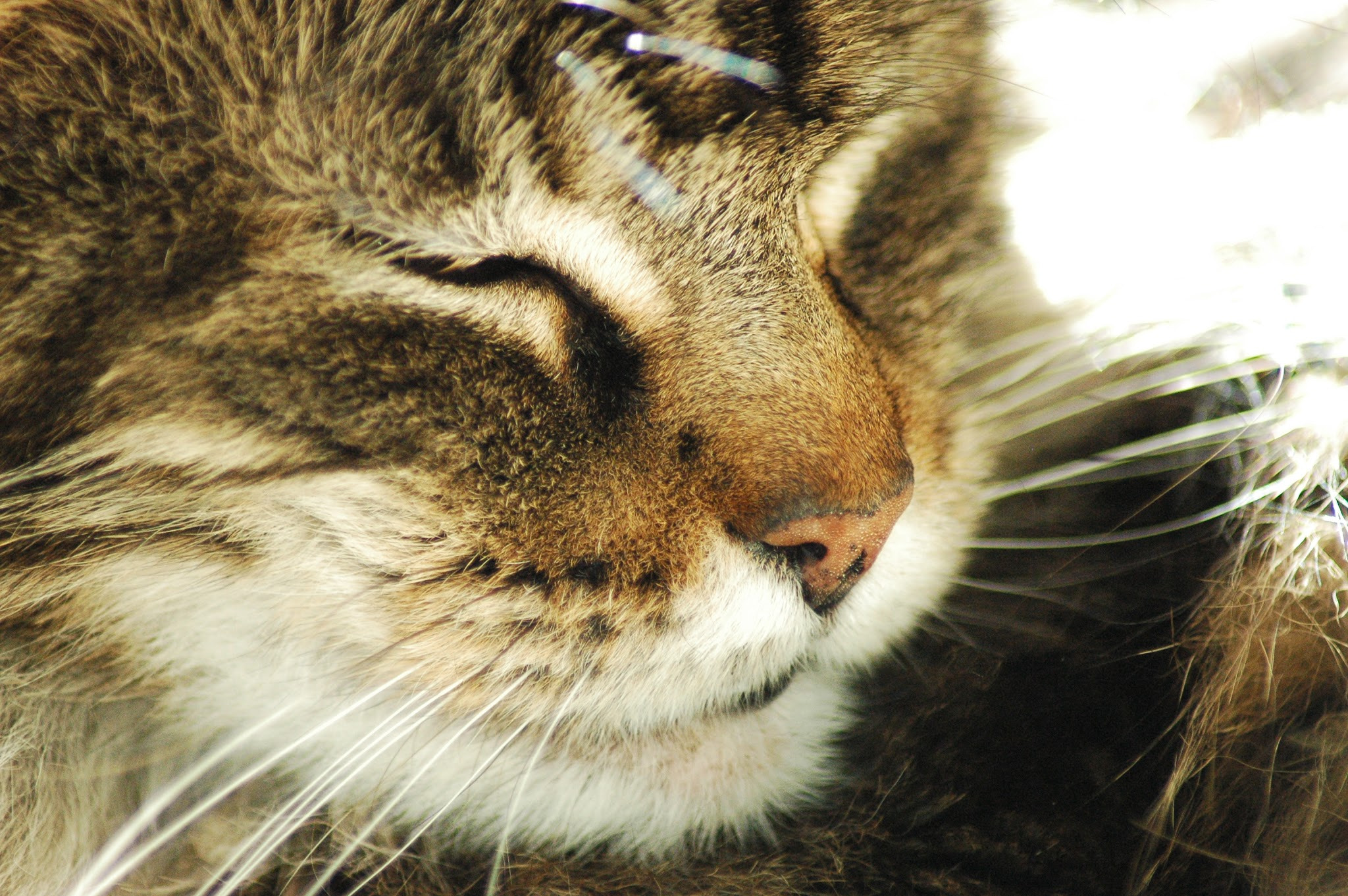 Nikon D70s sample photo. Relaxing in the sun photography