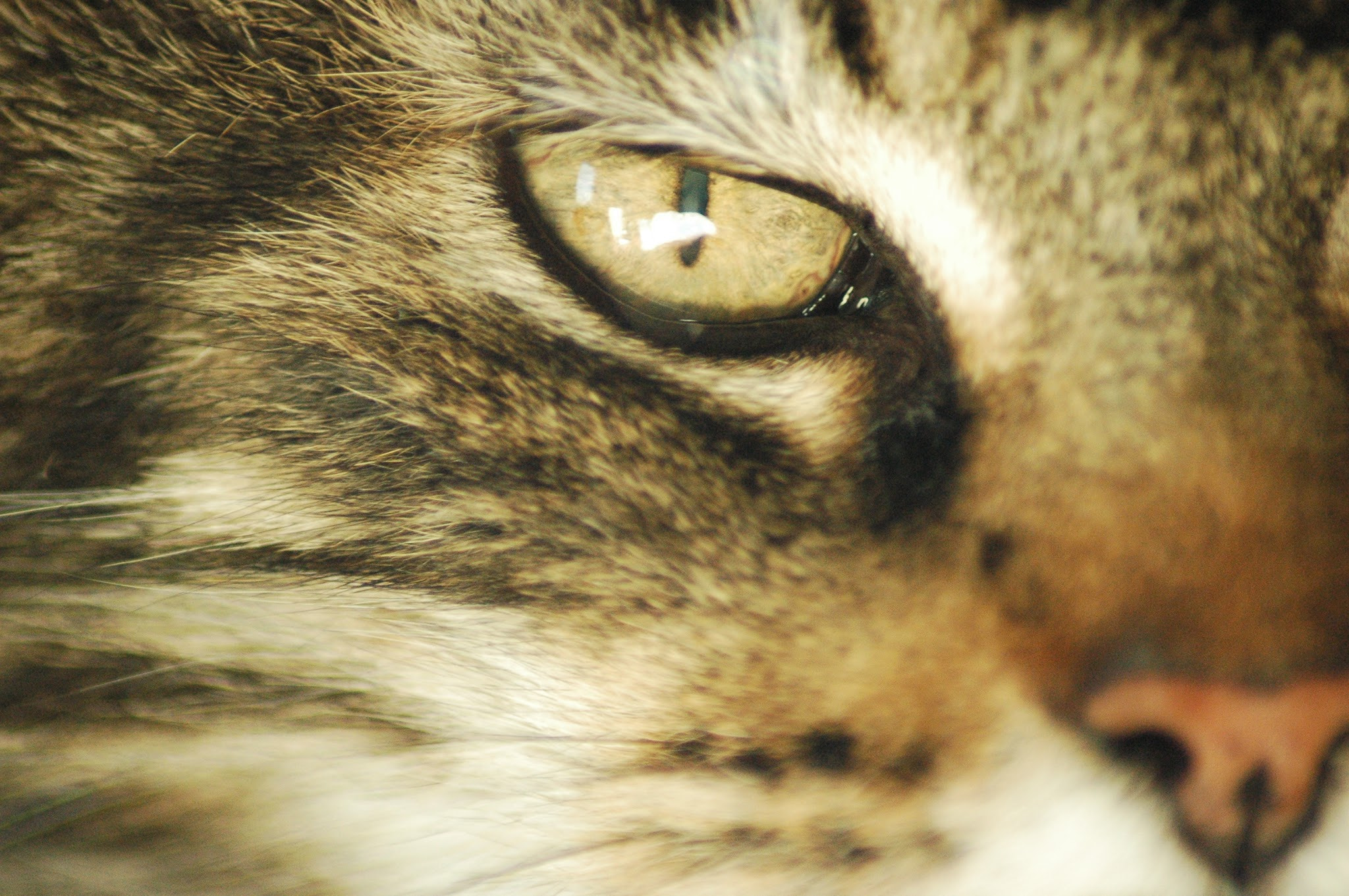 Nikon D70s sample photo. Relaxing in the sun photography