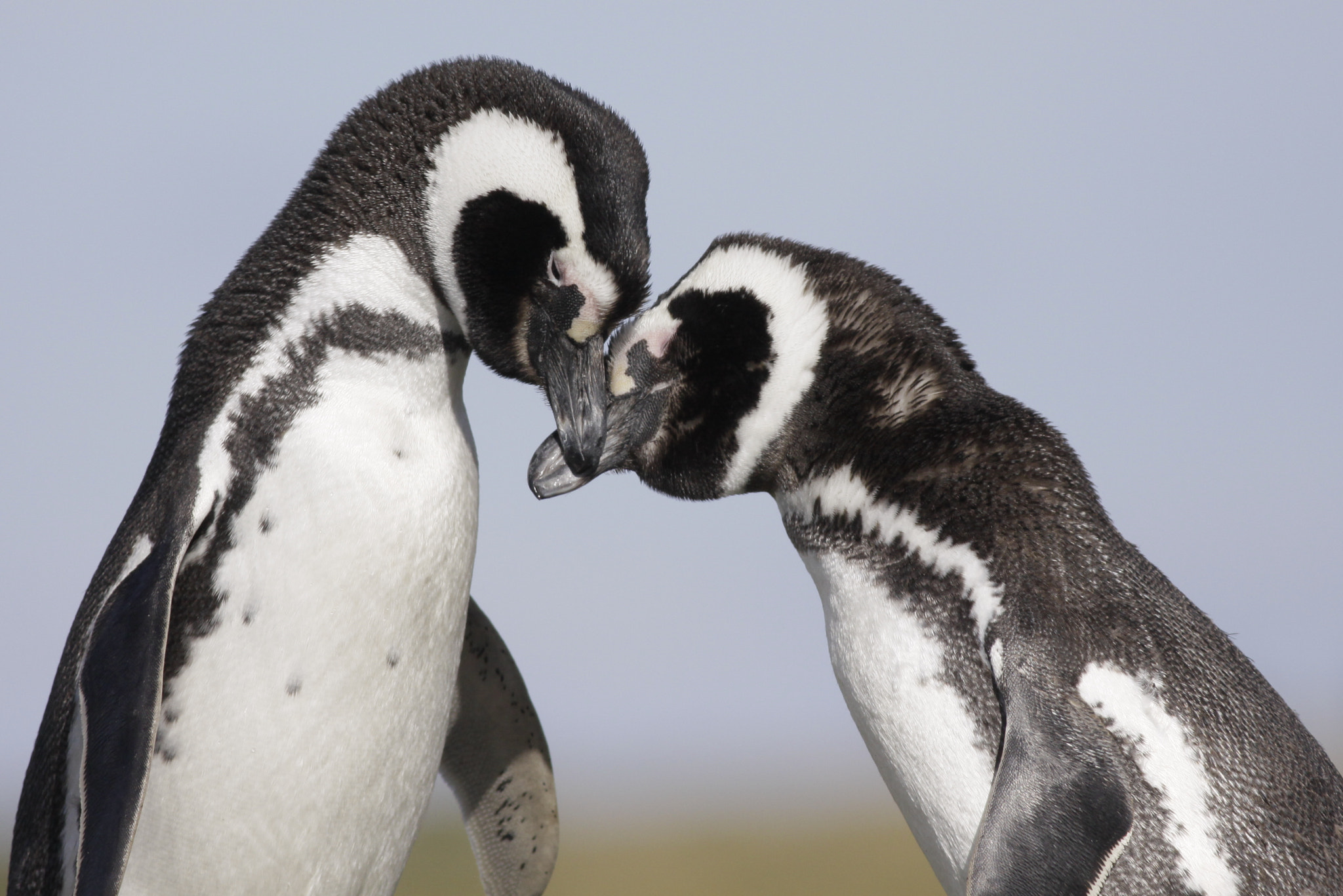 Canon EOS 50D + Canon EF 400mm F5.6L USM sample photo. Celebretalove photography