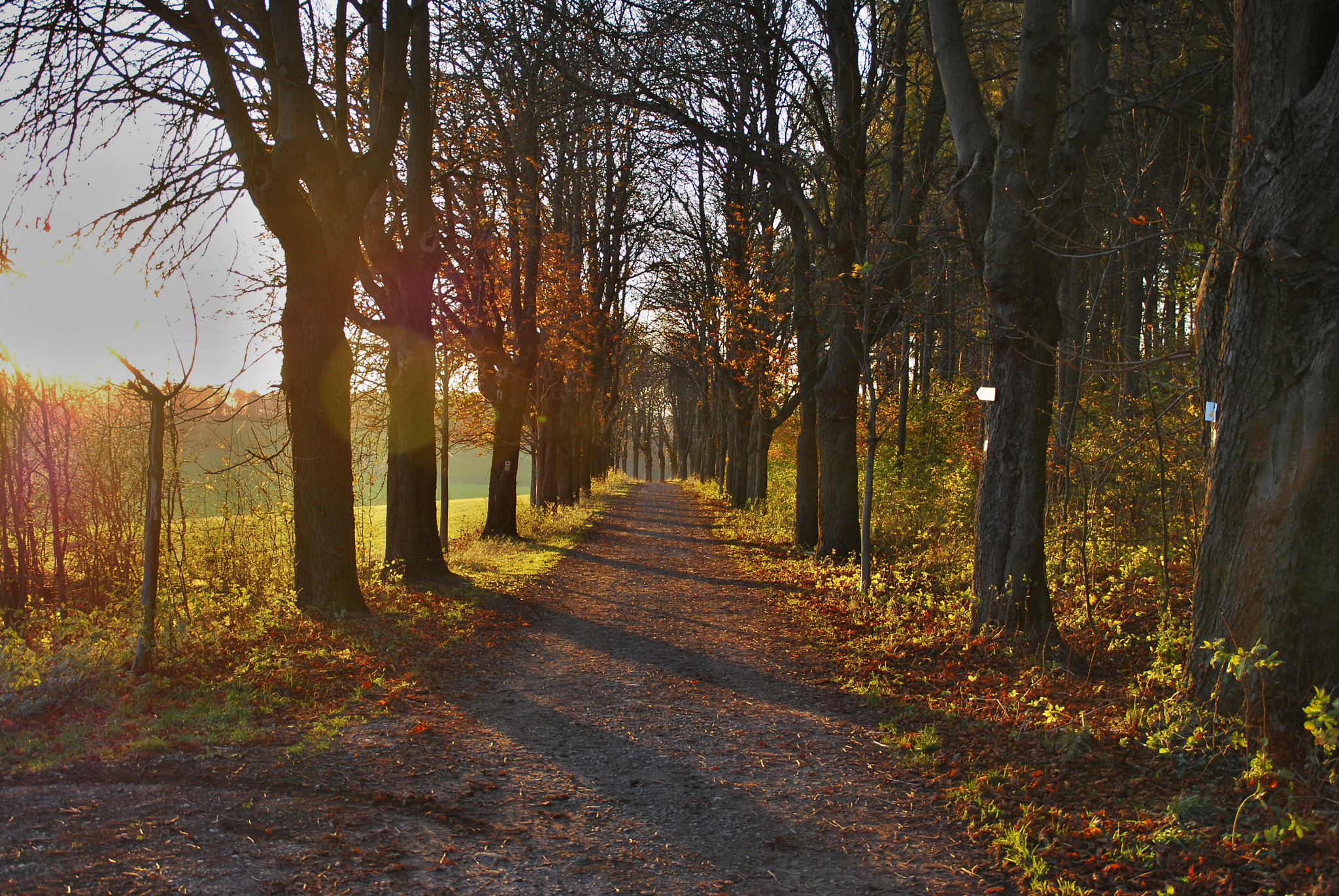 Nikon D60 sample photo. Herbst photography