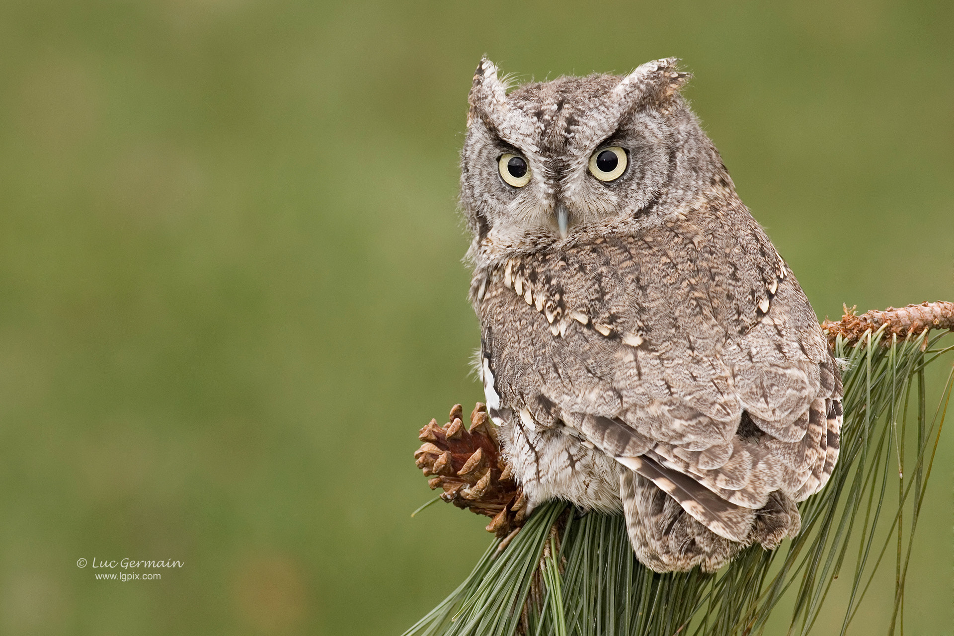 Canon EF 500mm F4L IS USM sample photo. Eastern screech owl photography